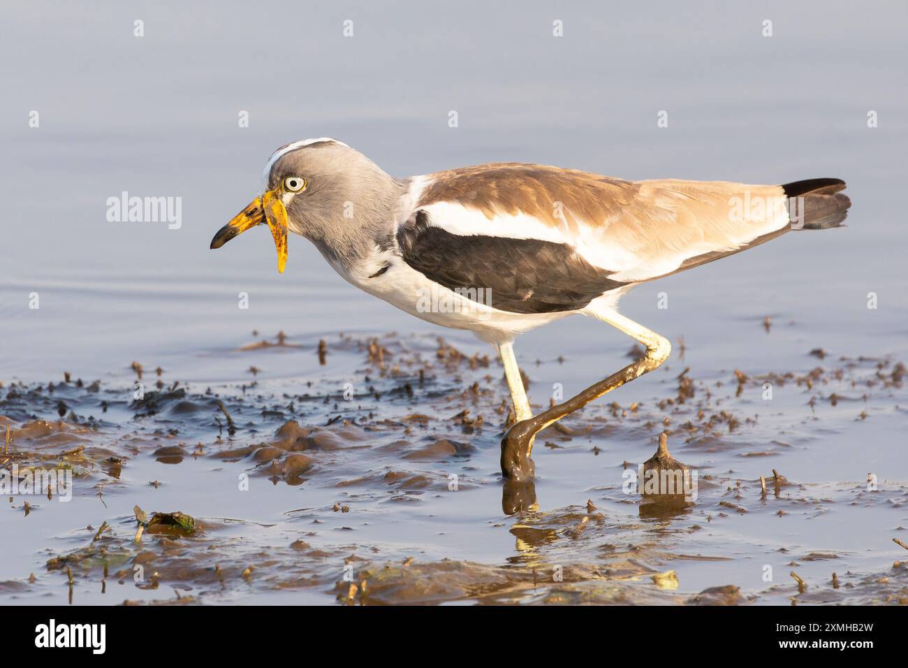 Weißgekrönter Lapwing (Vanellus albiceps) Limpopo, Südafrika, waten durch Schlamm am Wasserloch Stockfoto
