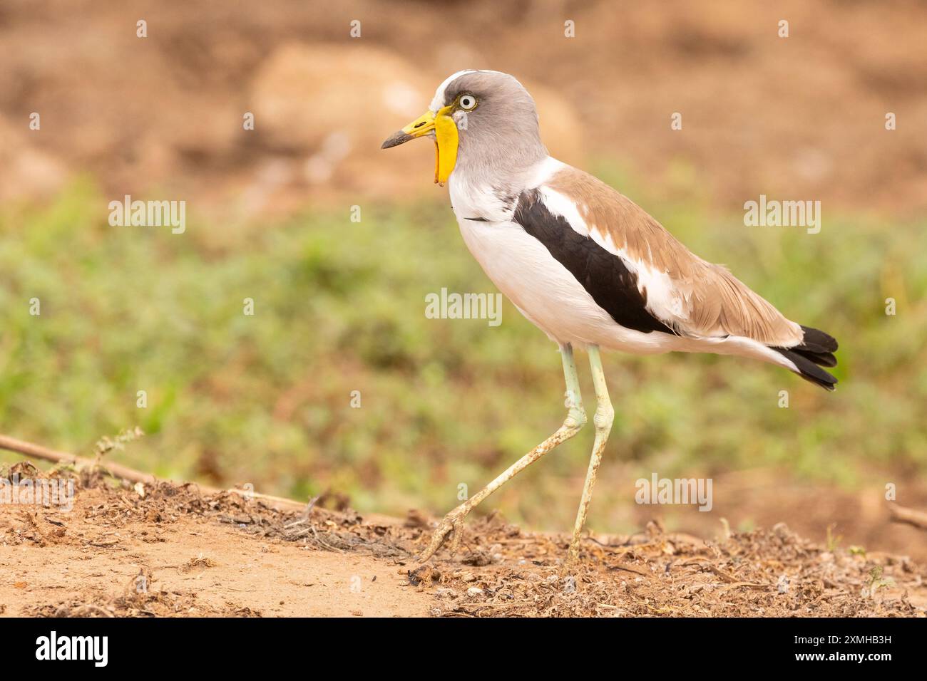 Weißgekrönter Lapwing (Vanellus albiceps) Limpopo, Südafrika im Savannengrasland nahe Wasserloch Stockfoto