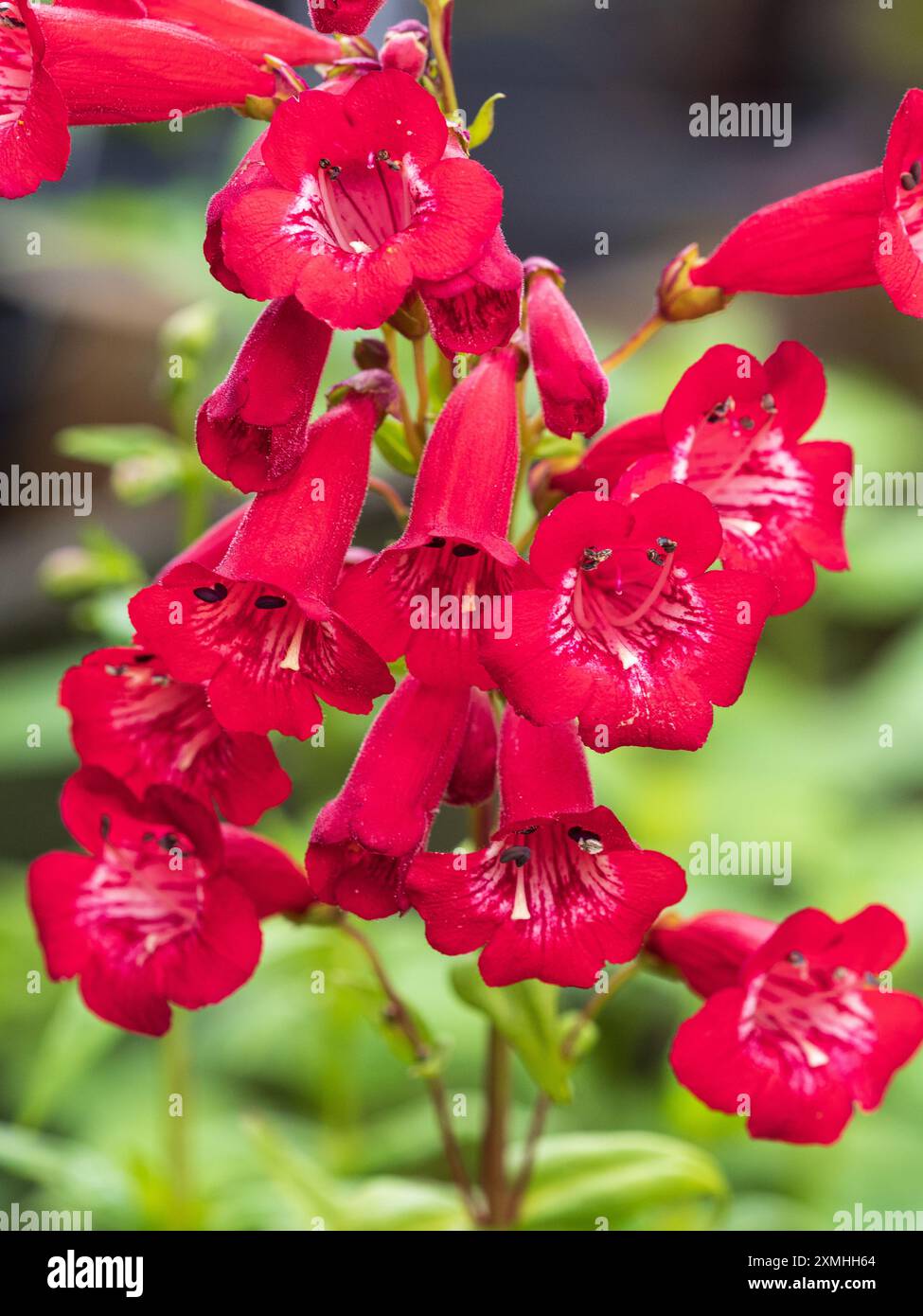 Röhrenförmige rote Blüten des halbharten Zierstrauchs, Penstemon „King George V“ Stockfoto
