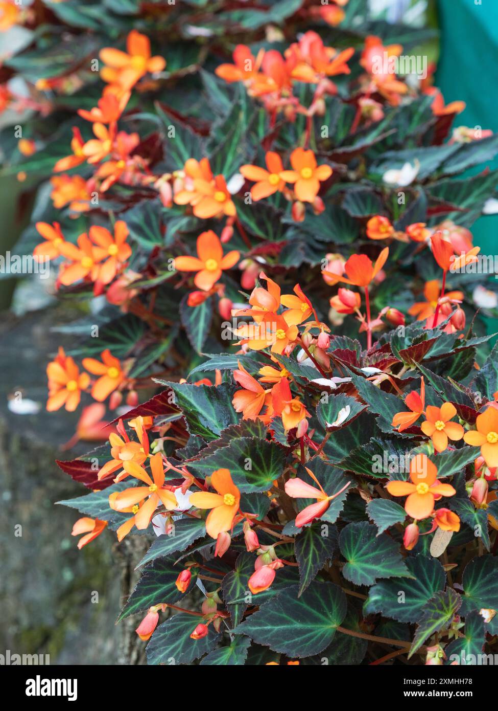 Orange bloms Kontrast zu dunklem Laub in der halbtragenden, lang blühenden zarten Knolle, Begonia „Glowing Embers“ Stockfoto Orange bloms Kontrast zu dunklem Laub in der halbtragenden, lang blühenden zarten Knolle, Begonia „Glowing Embers“ Stockfoto