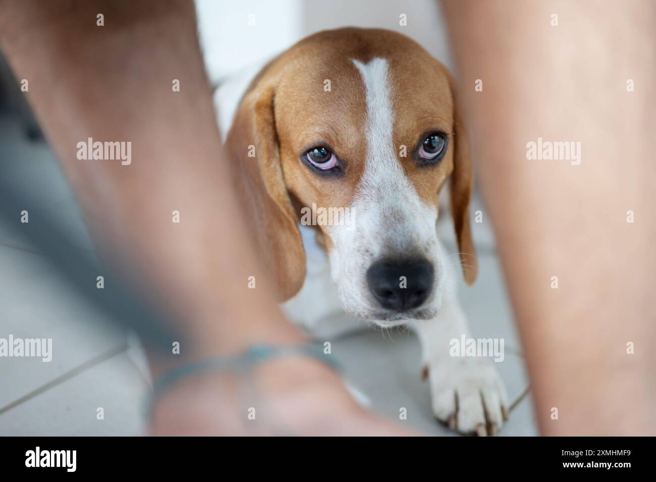 Das niedliche Porträt des Beagle-Hundes lag auf dem Boden neben den Beinen des Besitzers Stockfoto