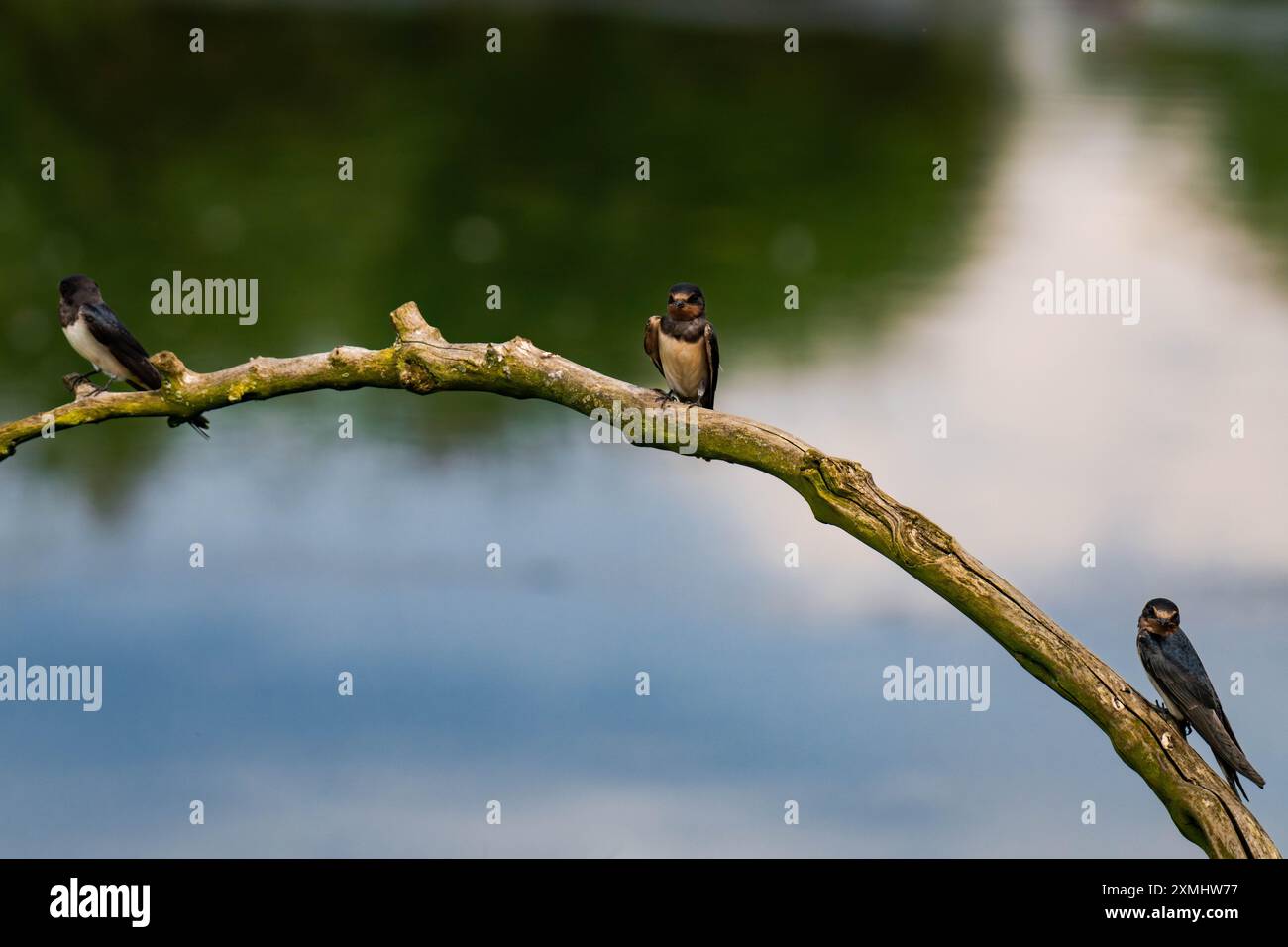Drei Scheunenschwalben (Hirundo rustica) sitzen auf einem Baumzweig Stockfoto
