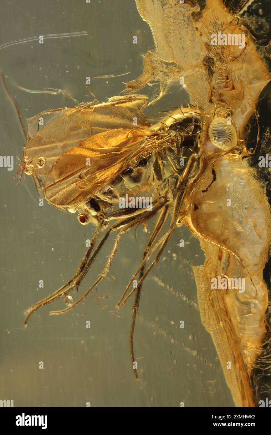 Langbeinfliege (Palaeomedeterus) mit baltischem Bernstein bespritzt Stockfoto