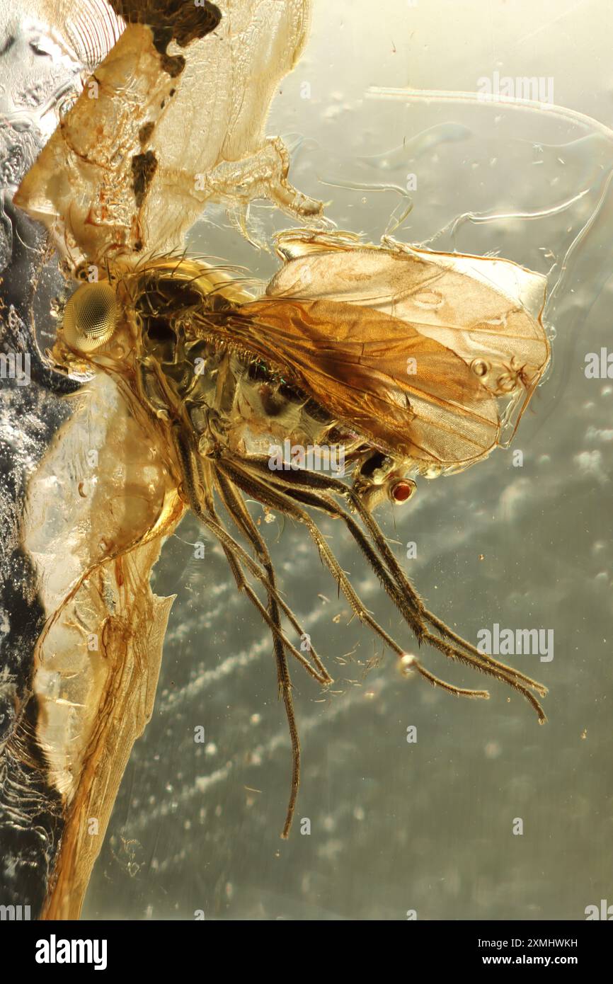 Langbeinfliege (Palaeomedeterus) mit baltischem Bernstein bespritzt Stockfoto