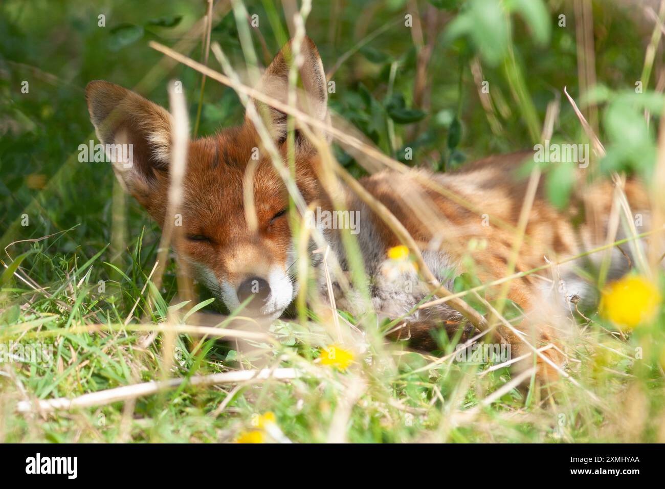 UK Weather, London, 28. Juli 2024: Ein Fuchs sonnt sich an einem warmen sonnigen Tag in einem Wildblumenfeld in einem Garten in Clapham, Süd-London. Die Temperaturen sollen diese Woche wieder steigen, wobei mehrere trockene Tage prognostiziert werden. Quelle: Anna Watson/Alamy Live News Stockfoto