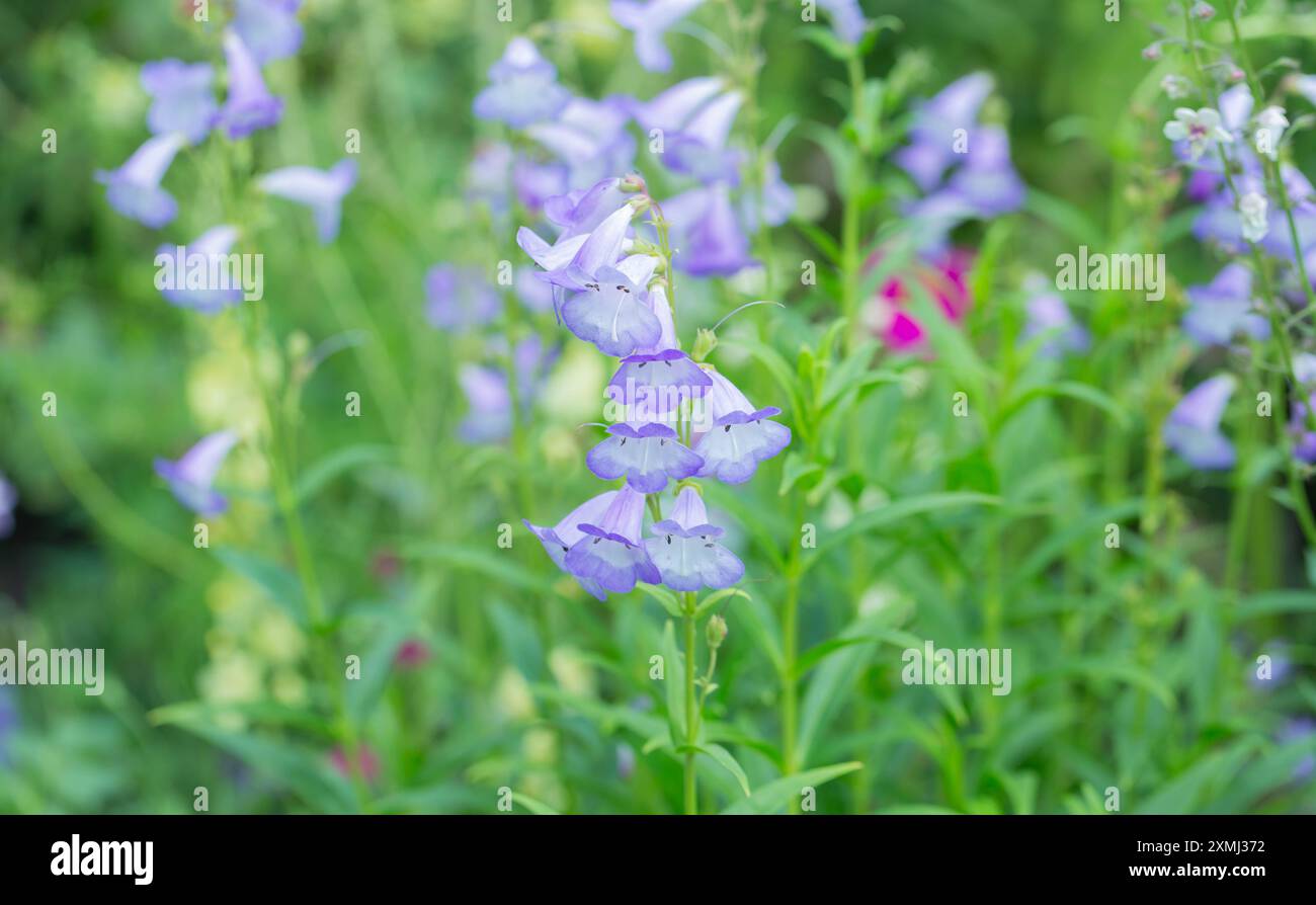 Makroaufnahme der blühenden Staude, Penstemon 'Lady Alice Hindley' Stockfoto