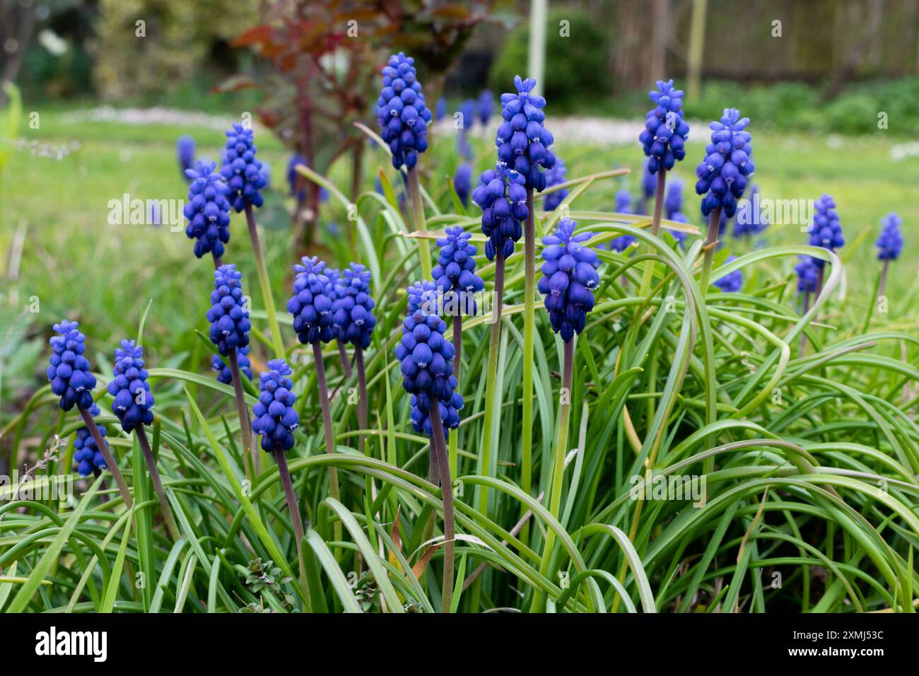 Viele Muscari-Blumen im Garten, Vorbote des Frühlings Stockfoto