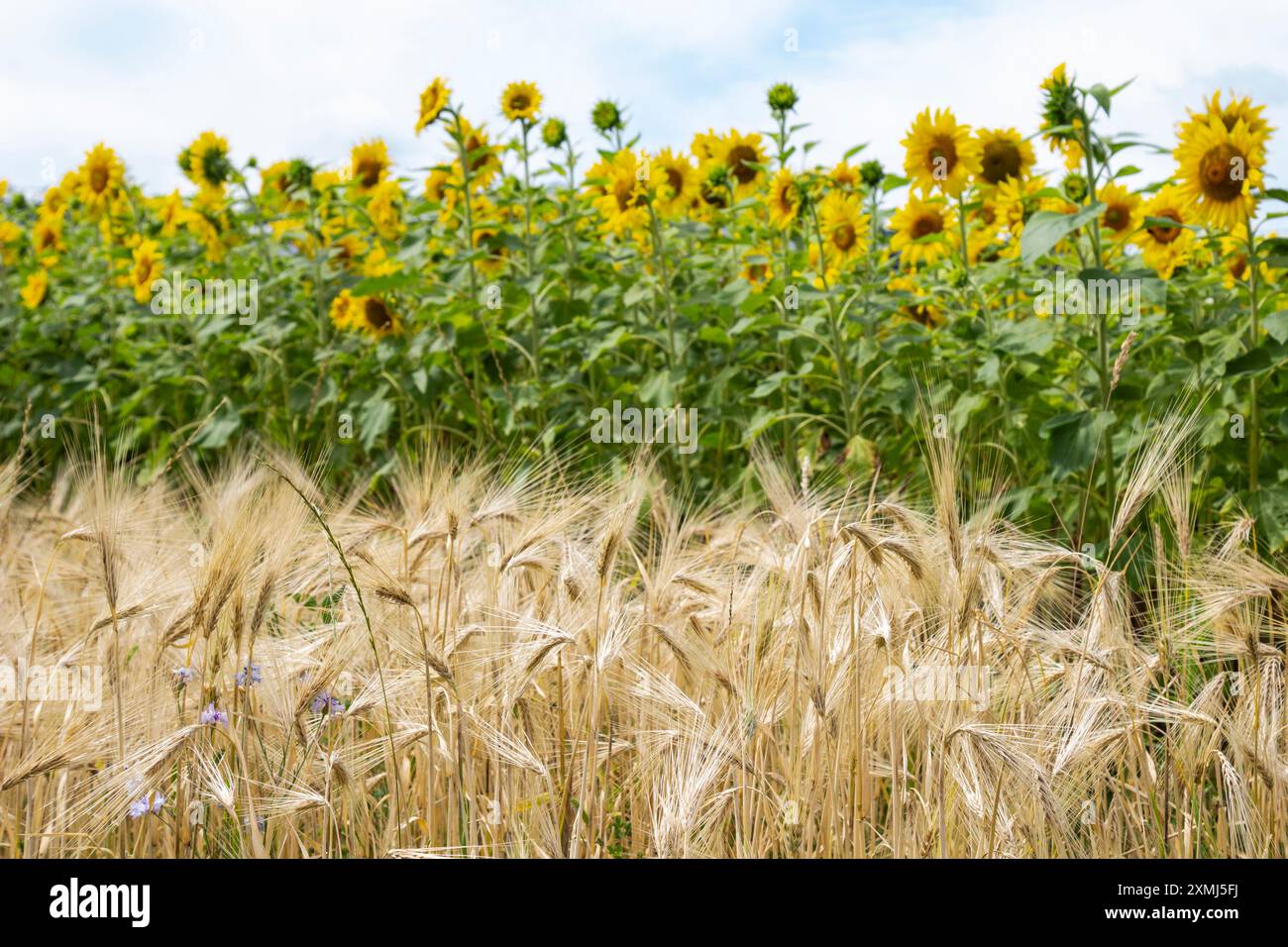 Der Roggen reift und die Sonnenblumen blühen. Ländliche Landschaft. Stockfoto