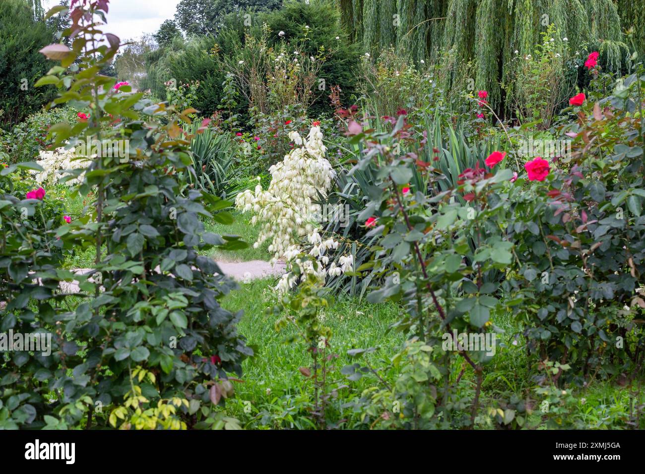 Rosensträucher, weiße Blumen und hängende Weidenzweige in einem Stadtpark. Stockfoto