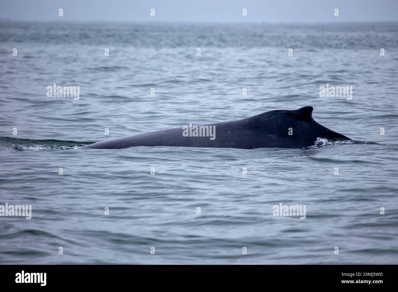 Der Buckelwal, der weltweit zu sehen ist, ist berühmt für seine Lieder und seine Breaking. Er ernährt sich hauptsächlich von Krill und kleinen Fischen. Foto im Pazifischen Ozean Stockfoto