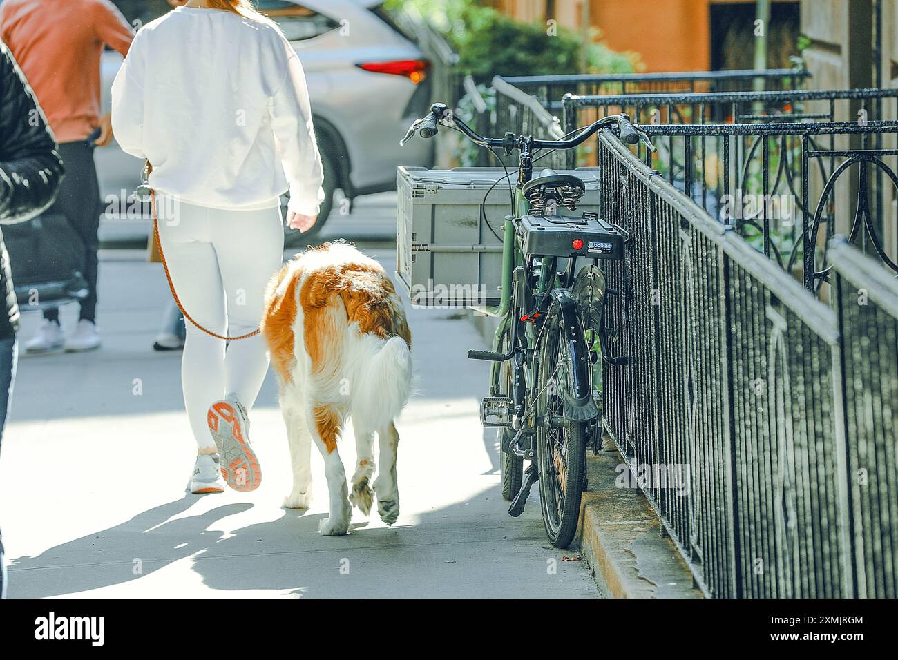 Brooklyn, New York, USA, 20. Oktober 2023. Eine Frau in weißer Sportswear geht mit ihrem Hund Stockfoto