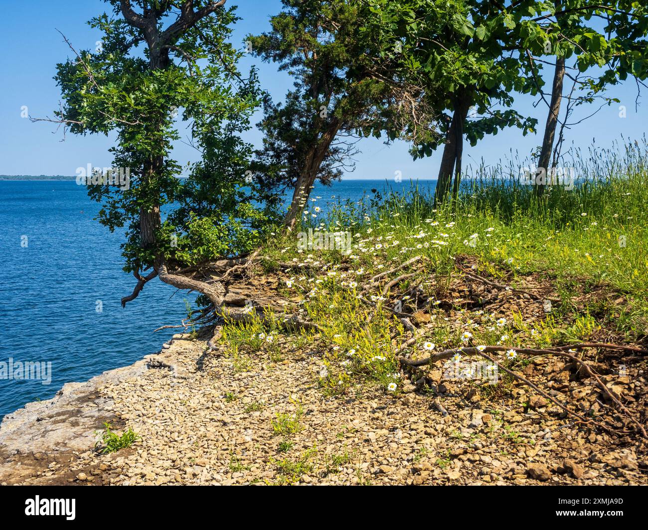 Auf dem Snakefoot Trail im Robert G. Wehle State Park im Bundesstaat New York erheben sich lebendige Blumen und hoch aufragende Bäume über dem glitzernden Lake Onta Stockfoto