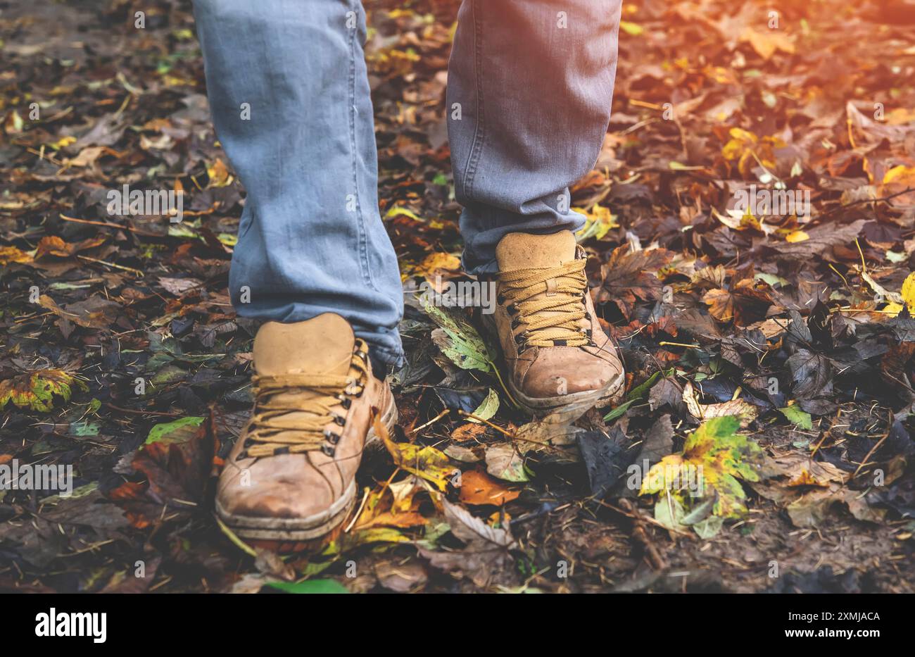 Herbstwandern durch hohes Gras im Wald. Nahaufnahme des Waldes Stockfoto