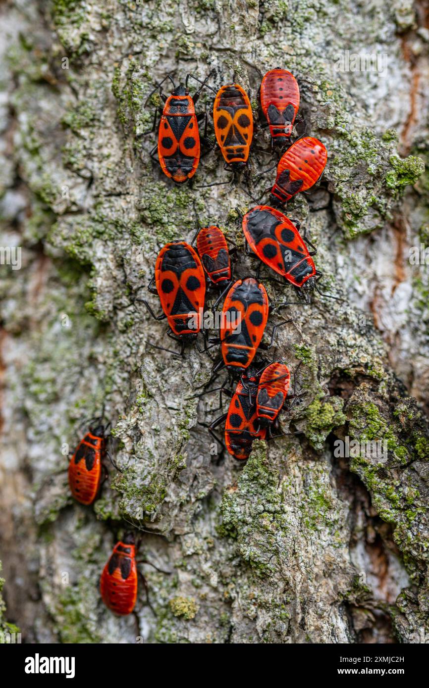 Gemeine Feuerwanzen Pyrrhocoris apterus am Stamm einer Winterlinde bei Buchholz Landkreis Märkisch-Oderland in Brandenburg. Die 6,5 bis 12 Millimeter großen Tiere sind Pflanzensaftsauger. *** Gemeine Feuerwanzen Pyrrhocoris apterus am Stamm einer Winterlinde bei Buchholz im Landkreis Märkisch Oderland in Brandenburg die 6,5 bis 12 Millimeter großen Tiere sind pflanzensaftsauger Stockfoto