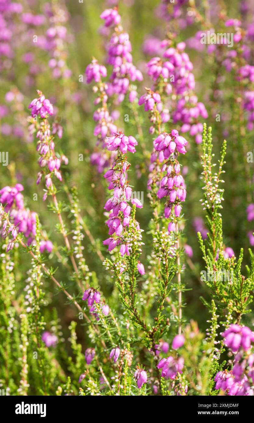 Blühende Kreuzblättrige Heidekraut (Erica tetralix) auf Chobham Common, Surrey Stockfoto