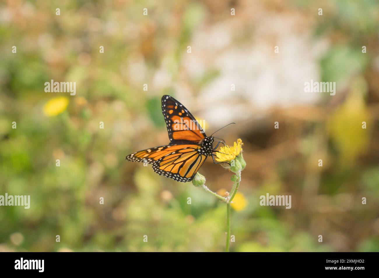 Monarchschmetterling (Danaus plexippus) sammelt Nektar vom Hawk's-Bart, Madeira Portugal. Juni 2024 Stockfoto