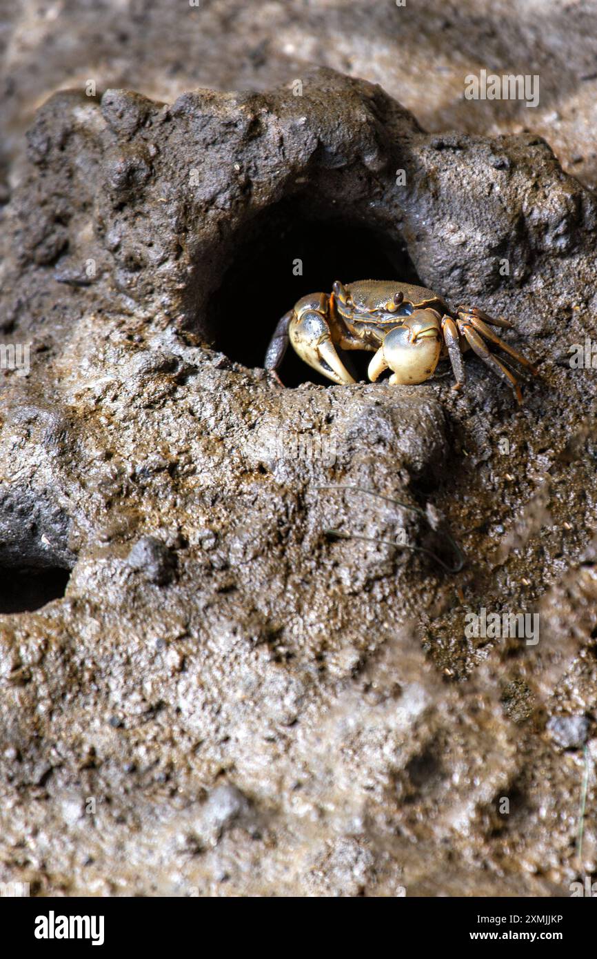 Eine Süßwasserkrabbe wurde gesichtet. Diese Krebstiere kommen häufig in Süßwasserhabitaten wie Flüssen, Bächen und Seen in verschiedenen Regionen vor Stockfoto