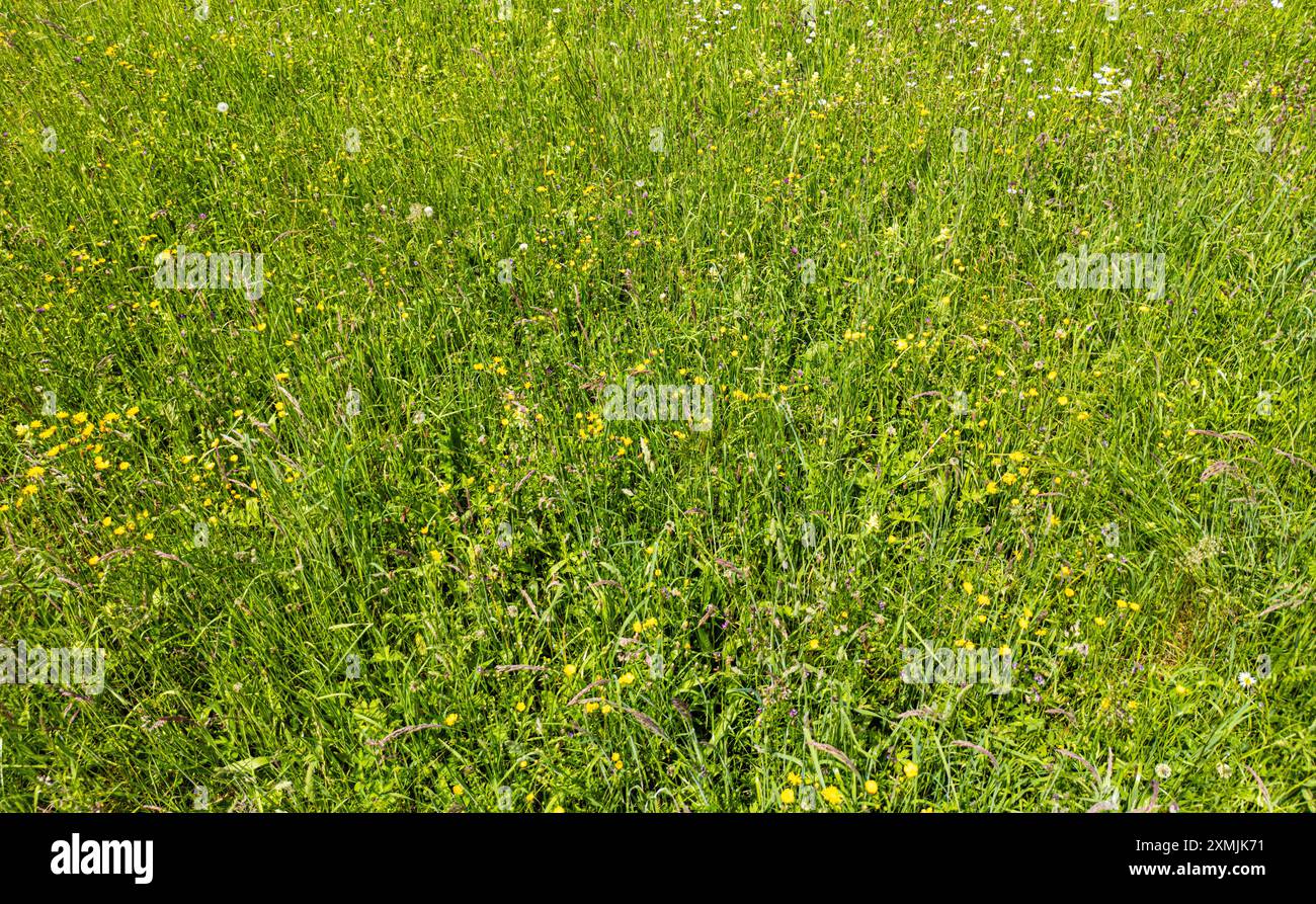 Marthalen, Schweiz, 20. Mai 2024: Eine arme Wiese im Zürcher Weinland. Lebensraum für alle Arten von Mikroorganismen. (Foto: Andreas Haas/dieBil Stockfoto