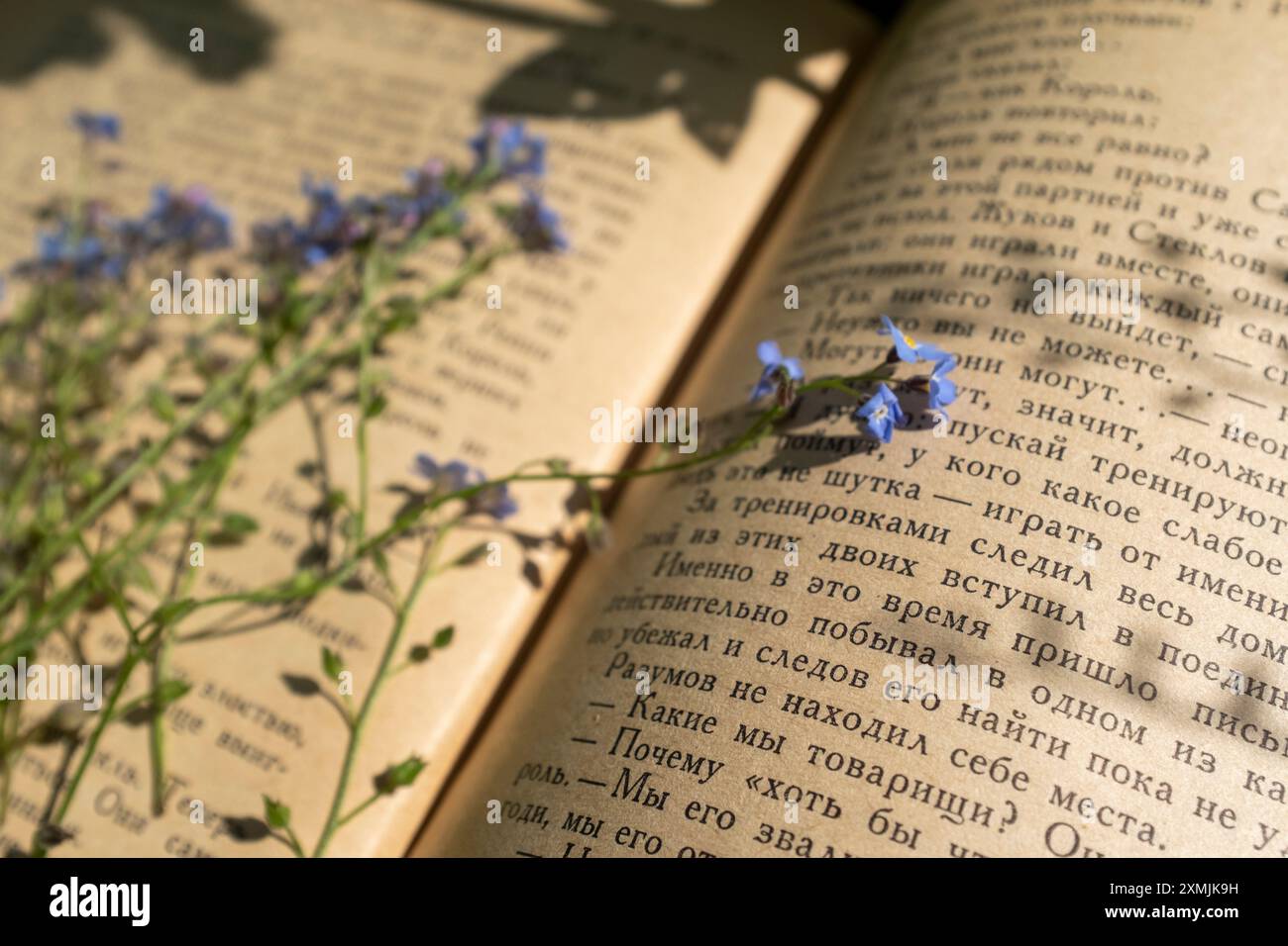 Vergisst mich nicht, Blumen auf den Seiten eines alten Buches auf Russisch Stockfoto