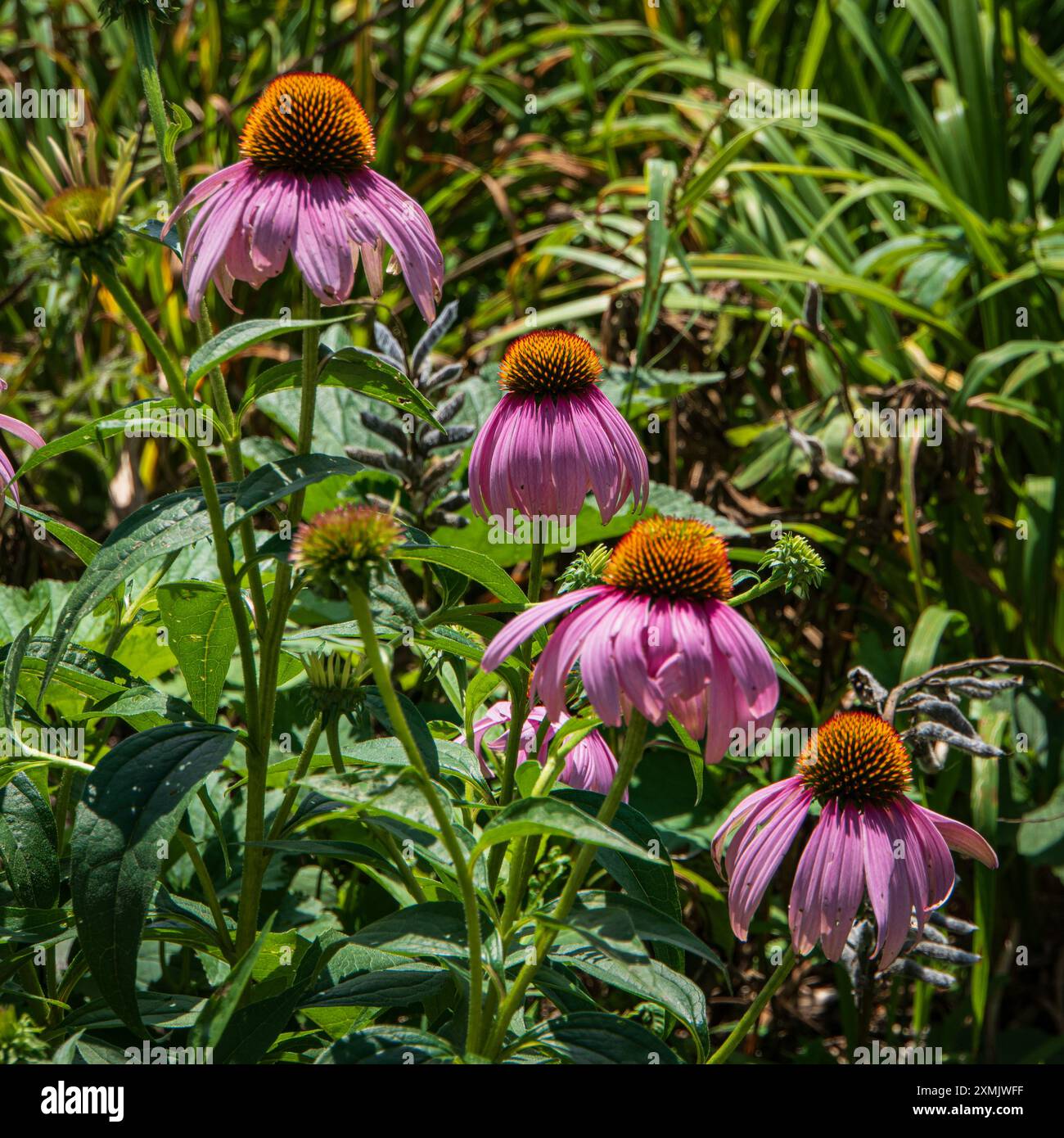 Kegelblumen in einem Garten Stockfoto