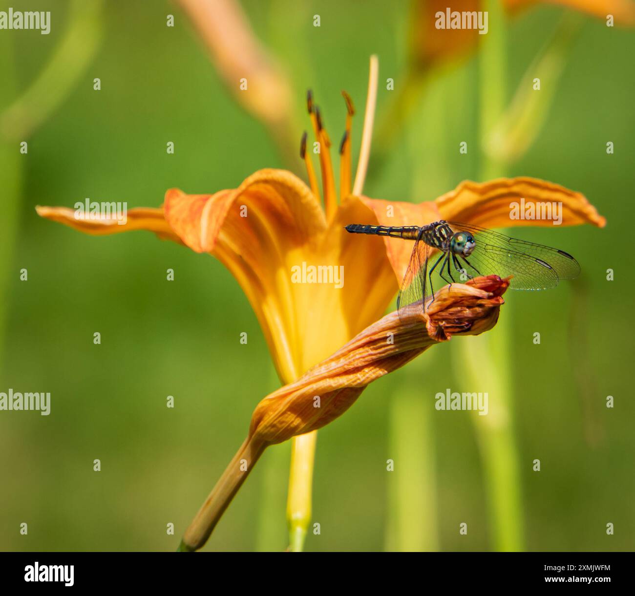 libelle landet auf einer orangen Taglilie Stockfoto