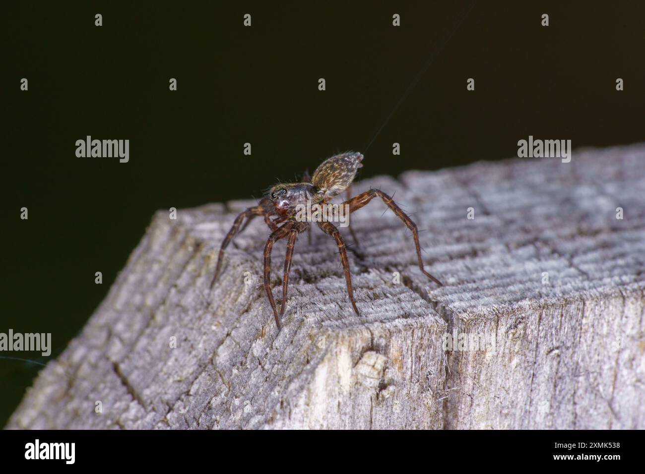 Pardosa amentata Familie Lycosidae Gattung Pardosa gefleckte Wolfsspinne wilde Natur Insektenfotografie, Bild, Tapete Stockfoto