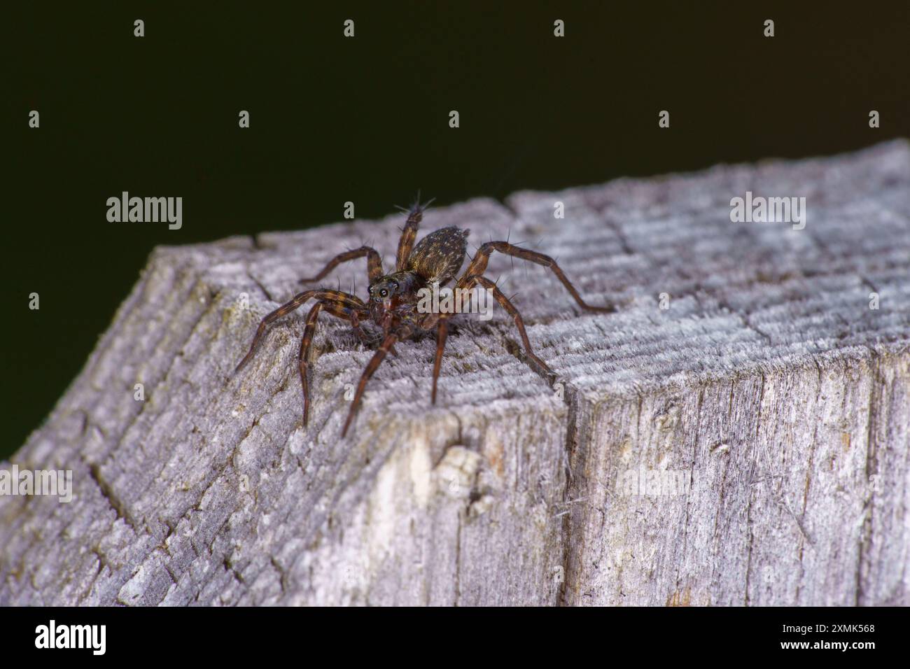 Pardosa amentata Familie Lycosidae Gattung Pardosa gefleckte Wolfsspinne wilde Natur Insektenfotografie, Bild, Tapete Stockfoto
