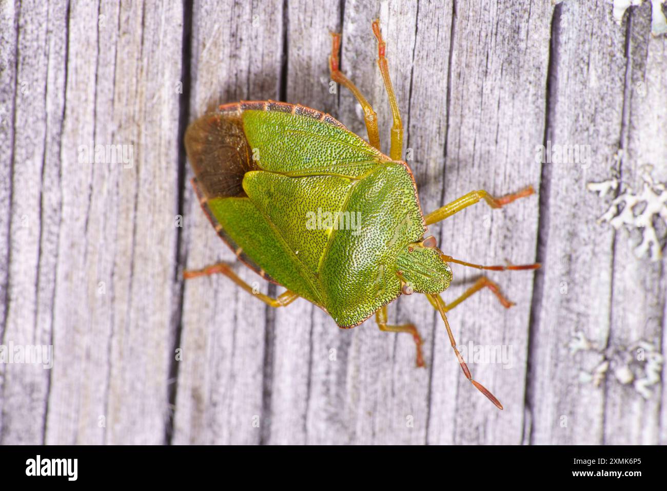 Palomena prasina Familie Pentatomidae Gattung Palomena Grüner Schildwanze wilde Natur Insektentapete, Bild, Fotografie Stockfoto