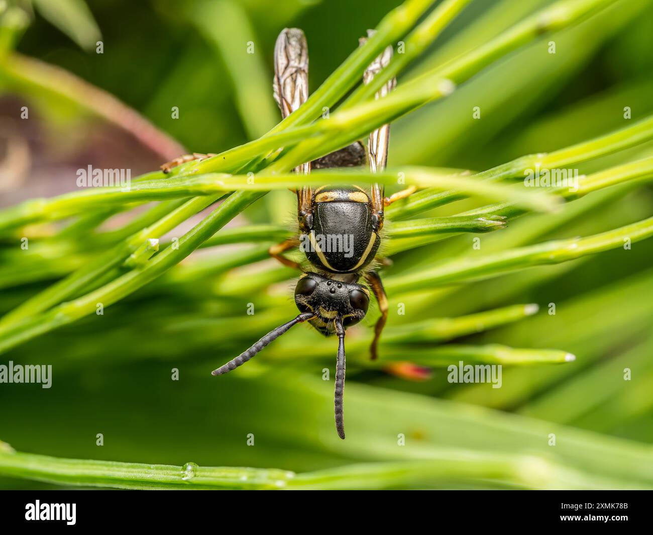 Nahaufnahme einer Wespe, die auf Gartenpflanzenblättern sitzt Stockfoto
