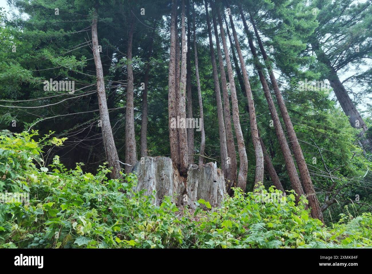 Rotholzstump, reifer Sprossen, (Elternbaum), wächst aus den Stumpfwurzeln, Sequoia sempervirens, Del Norte County, Stockfoto