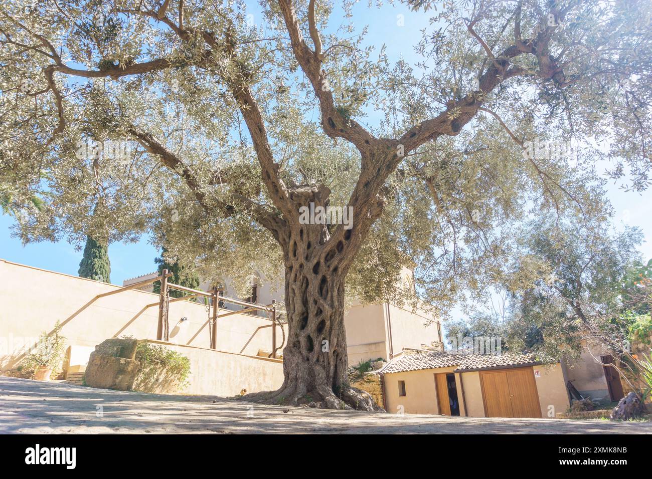 Großer und alter Olivenbaum mit wunderschönem natürlichen Muster von Zweigen im Tal der Tempel vor der Villa Aurea, Agrigento, Sizilien, Italien Stockfoto