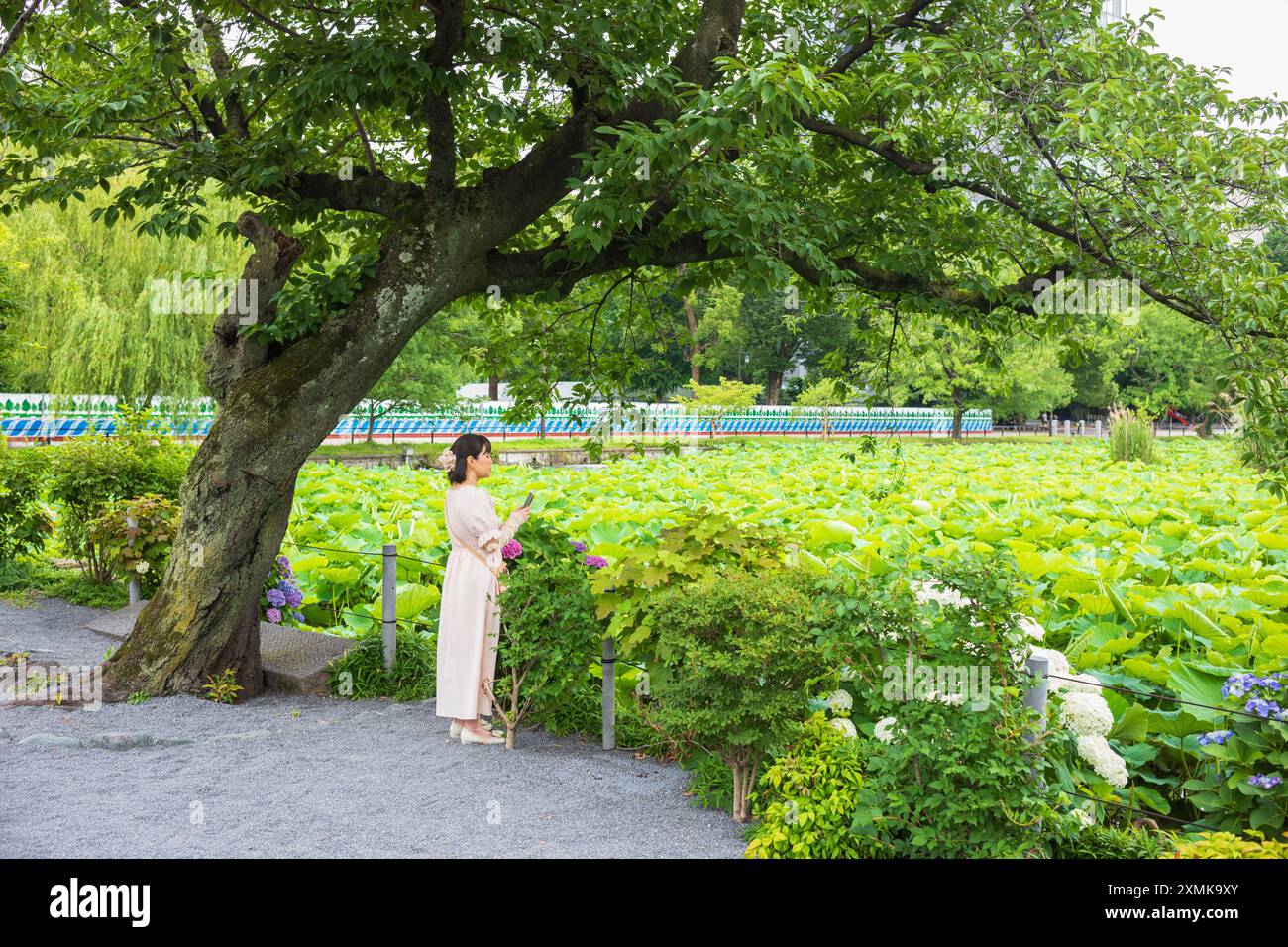 Tokio, Japan, 14. Juni 2024: Eine Frau in einem rosa Kleid fotografiert den mit Lotuspflanzen gefüllten Shinobazu-Teich, während sie unter einem Kirschbaum i steht Stockfoto