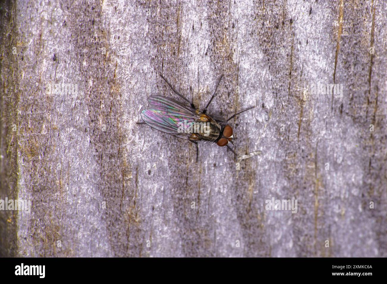 Anthomyiidae Familie Wurzelmade Fliege wilde Natur Insekten Tapete, Bild, Fotografie Stockfoto