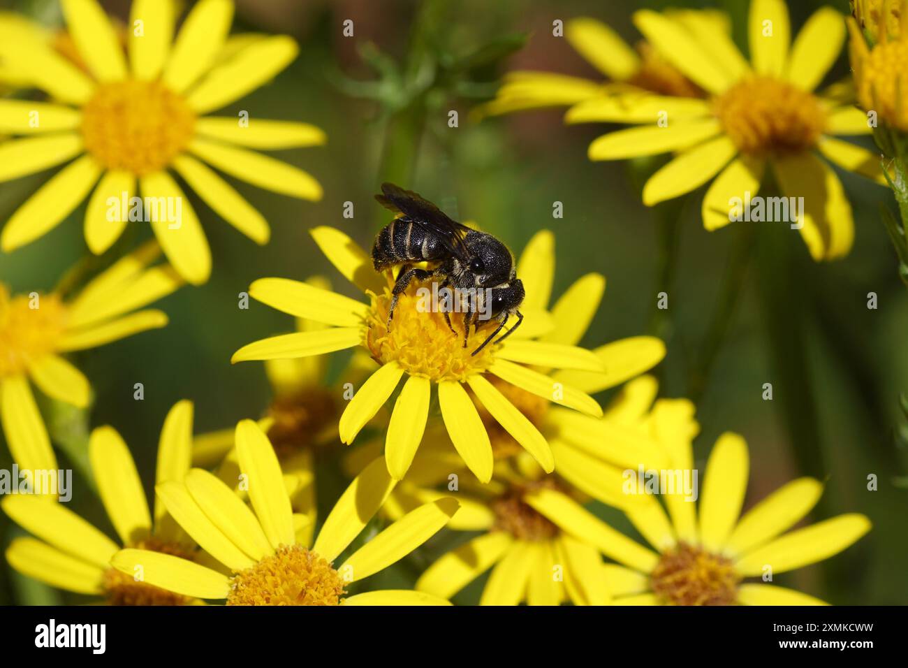 Kuckucksbiene Stelis punctulatissima, Familie Megachilidae an Blüten des Ragkrauts (Jacobaea vulgaris). Sommer, Juli. Holländischer Garten Stockfoto