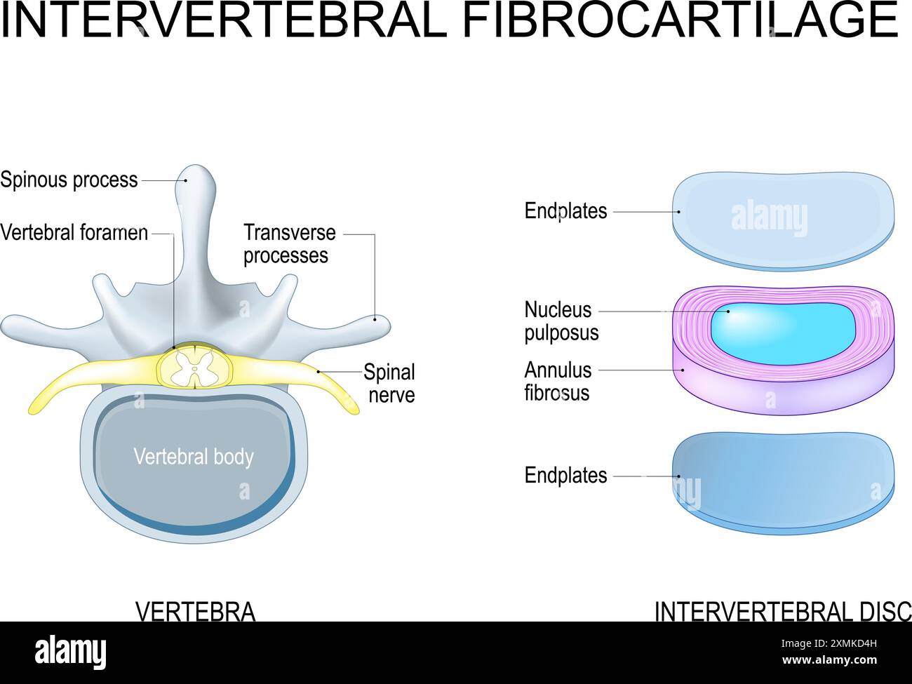 Bandscheibenstruktur von Nucleus pulposus und Annulus fibrosus zu Endplatten. Wirbelanatomie. Wirbelsäule. Vektorabbildung Stock Vektor