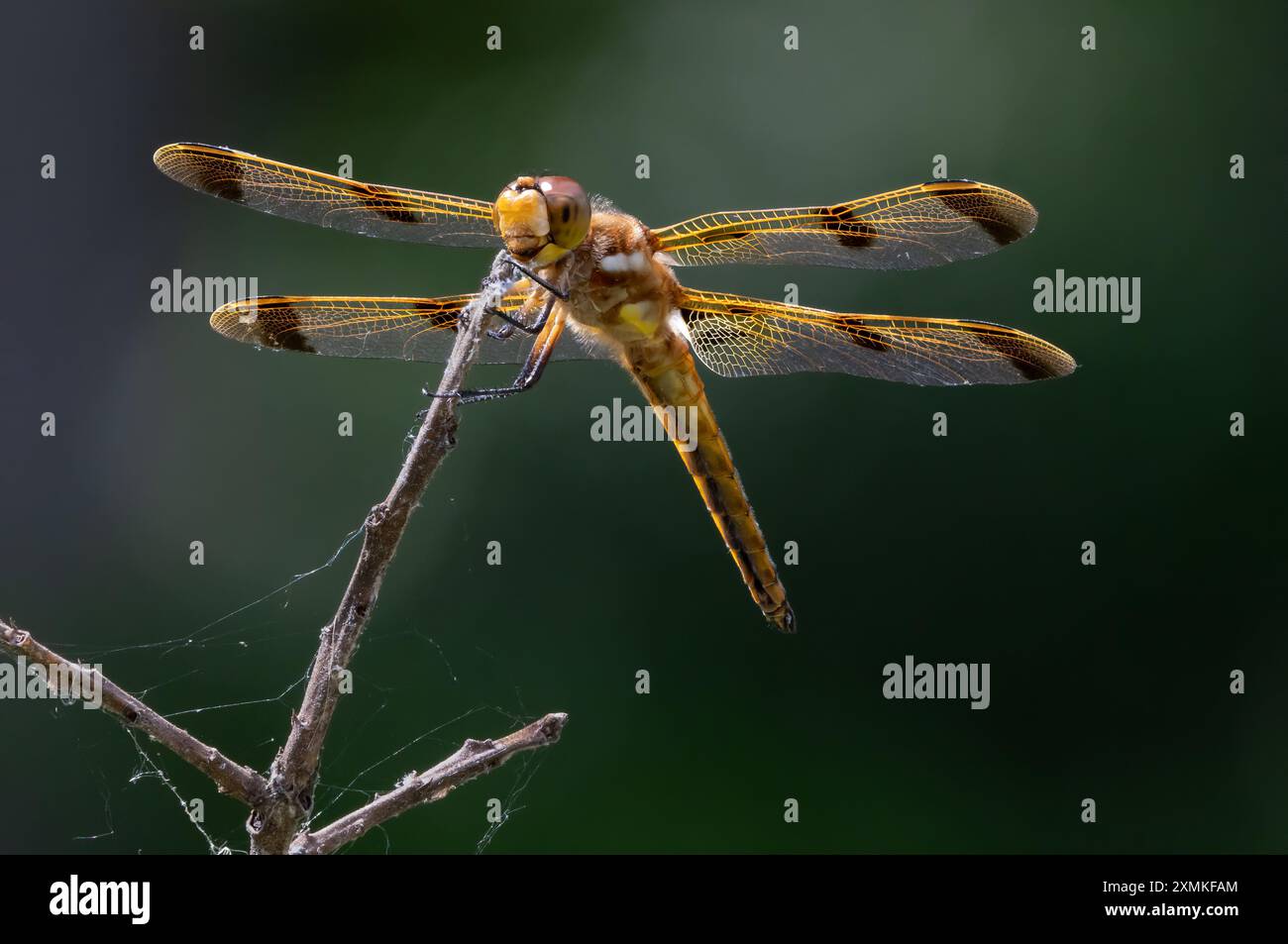 Gemalte Skimmer Libelle (Libellula semifasciata) auf einem Zweig, Lewes, Delaware Stockfoto