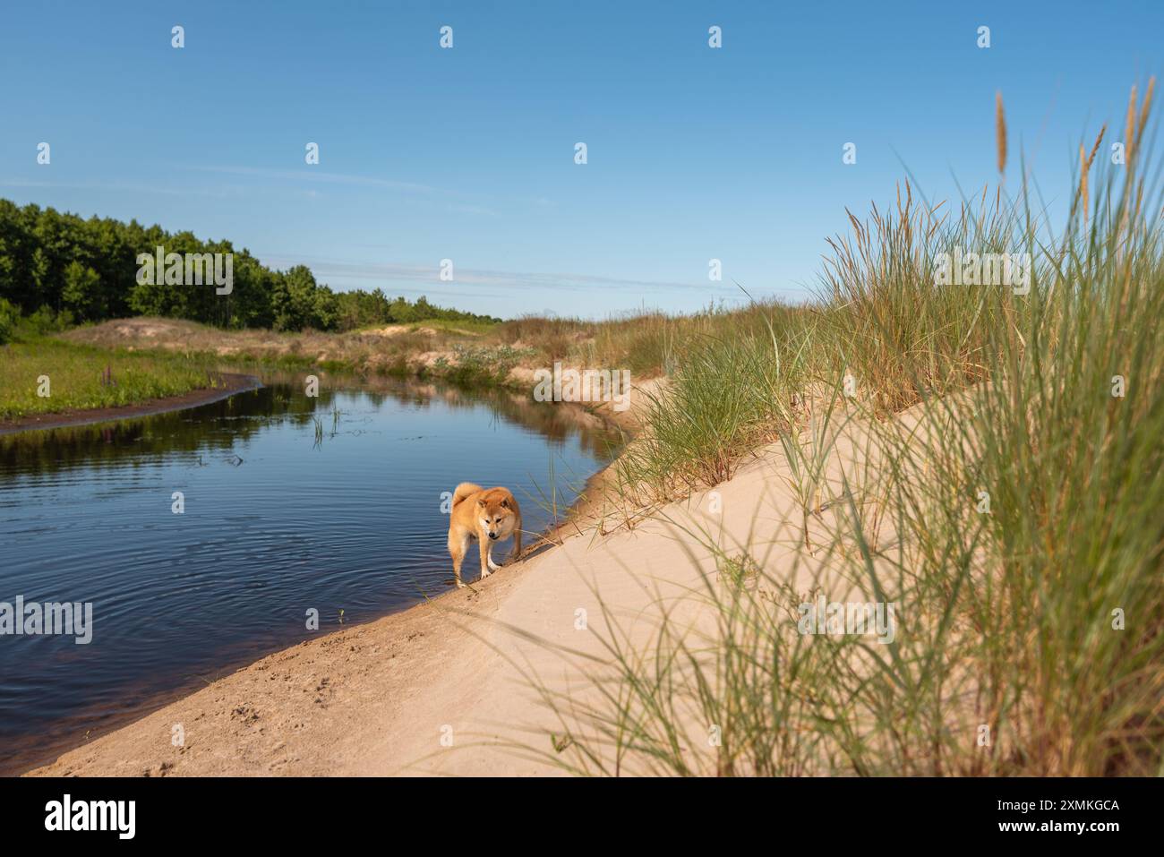 Ein roter Shiba-inu-Hund läuft an einem sonnigen Sommertag an der Küste des Flusses Kikans in Sikrags, Lettland Stockfoto