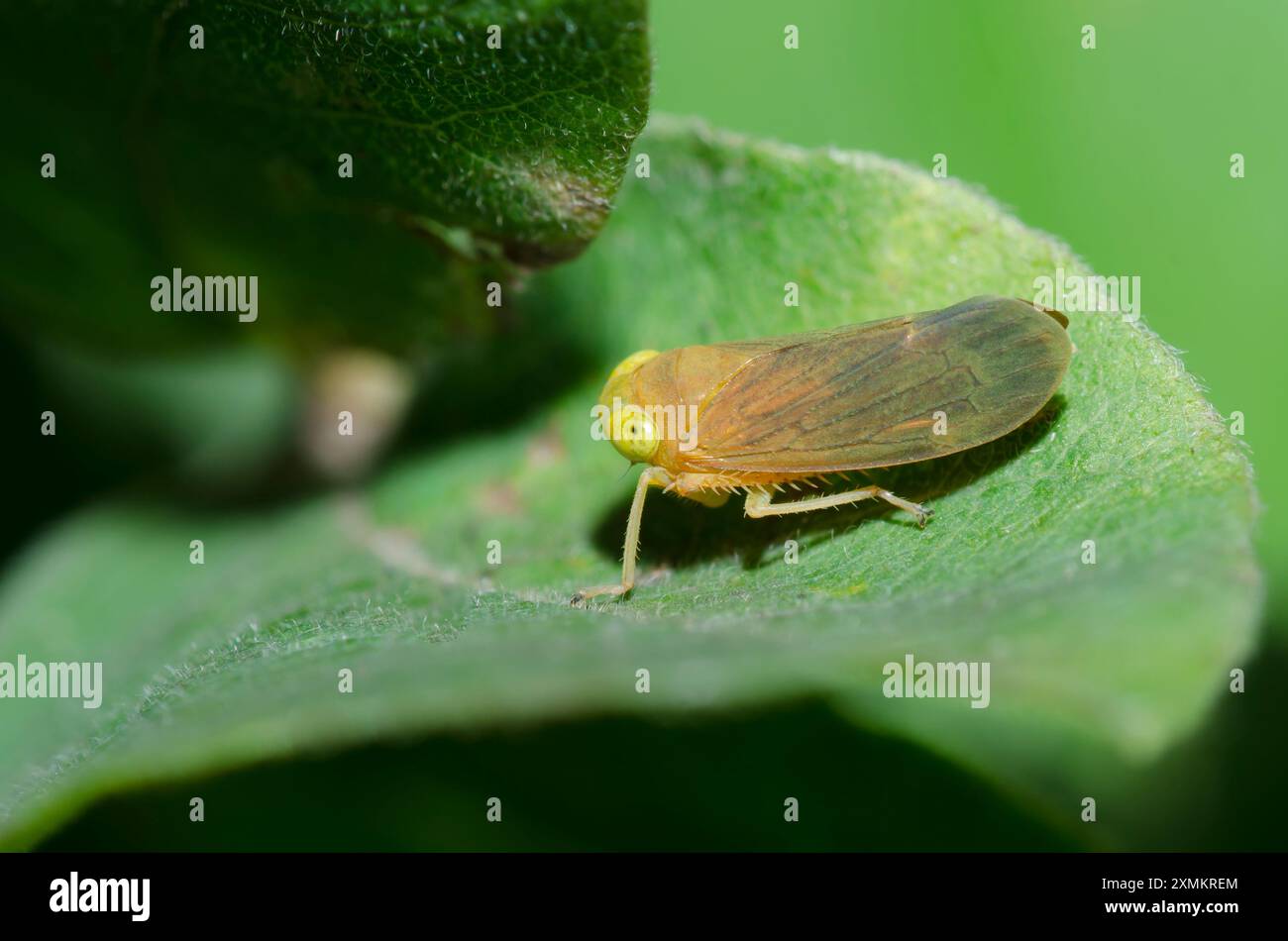 Leafhopper, Jikradia olitoria Stockfoto