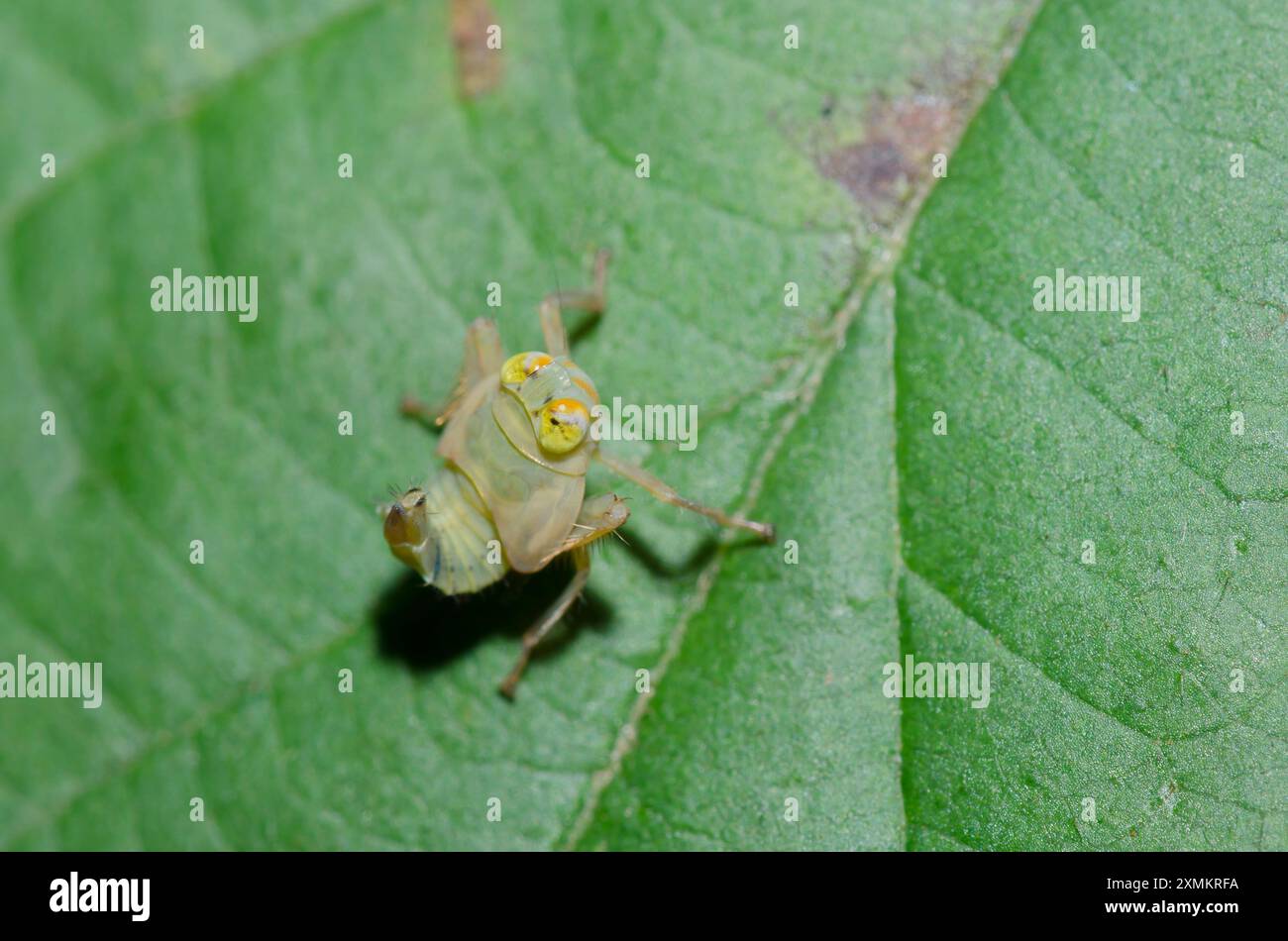 Leafhopper, Jikradia olitoria, Nymphe Stockfoto