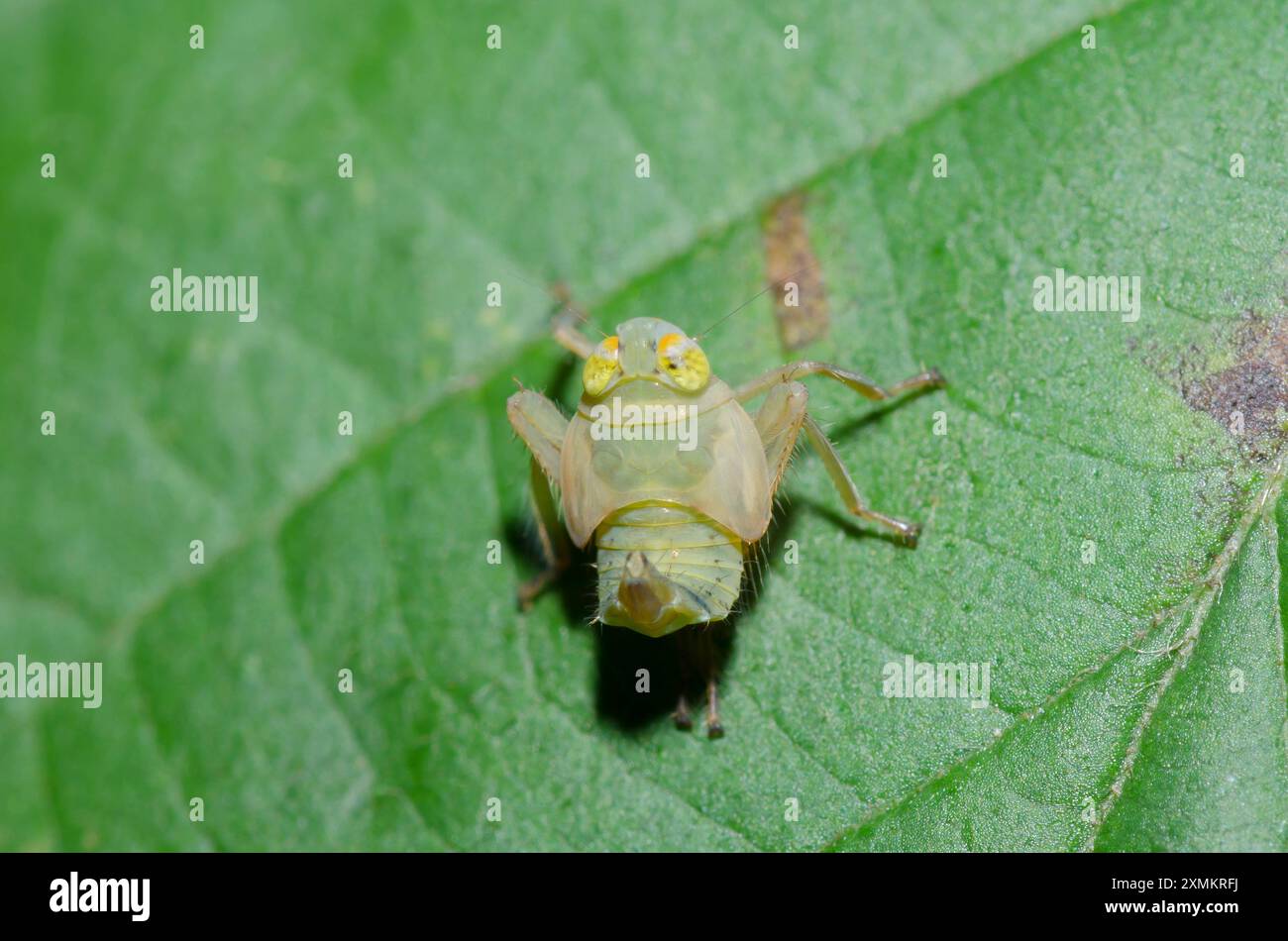 Leafhopper, Jikradia olitoria, Nymphe Stockfoto
