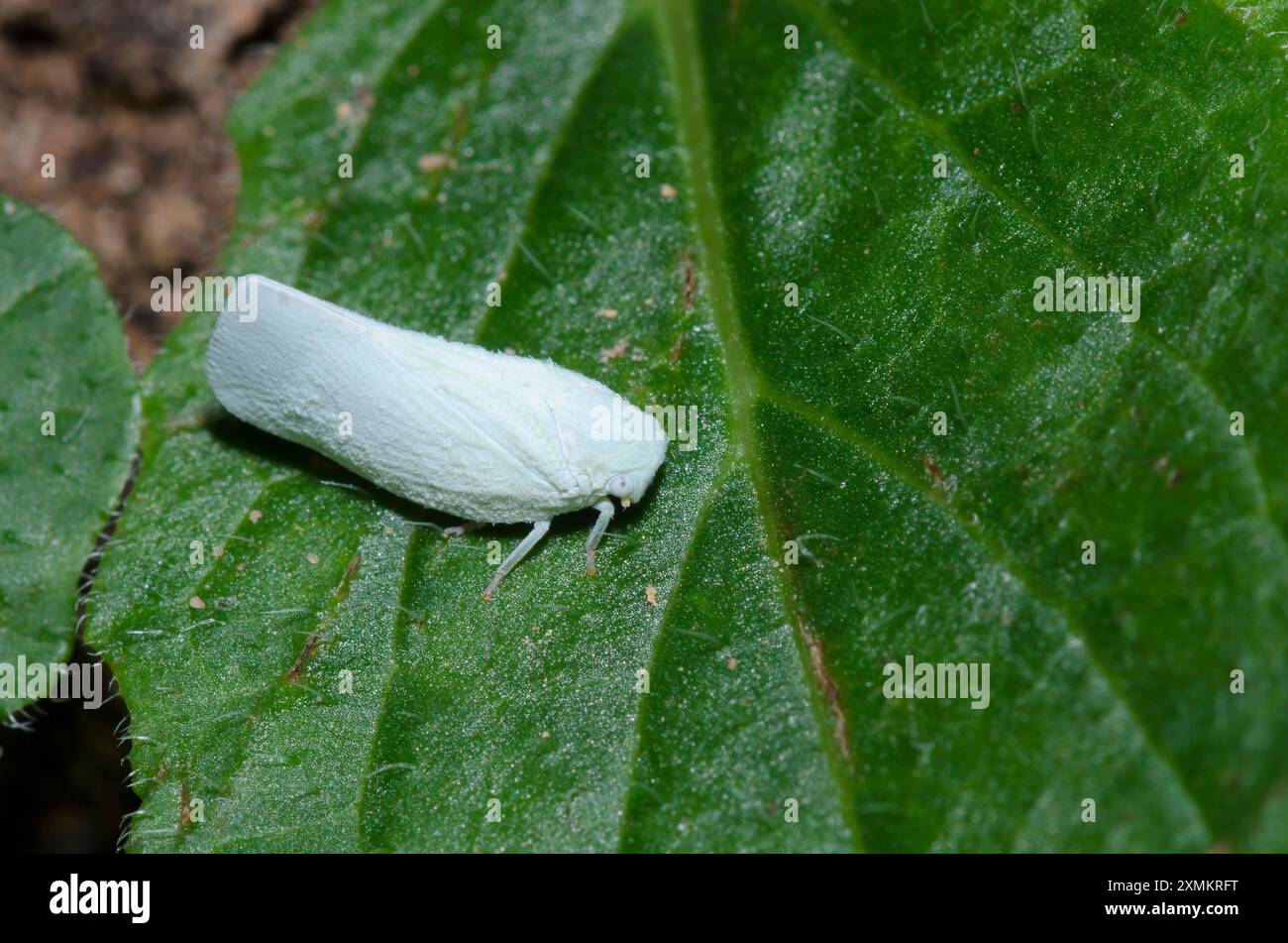 Northern Flatid Planthopper, Flatormenis proxima Stockfoto