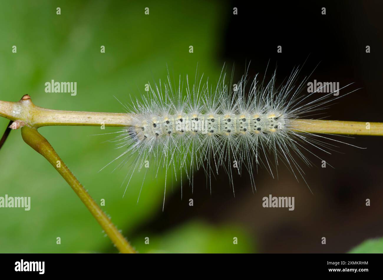 Herbst Hyphantria cunea Webworm Motte, Caterpillar Stockfoto