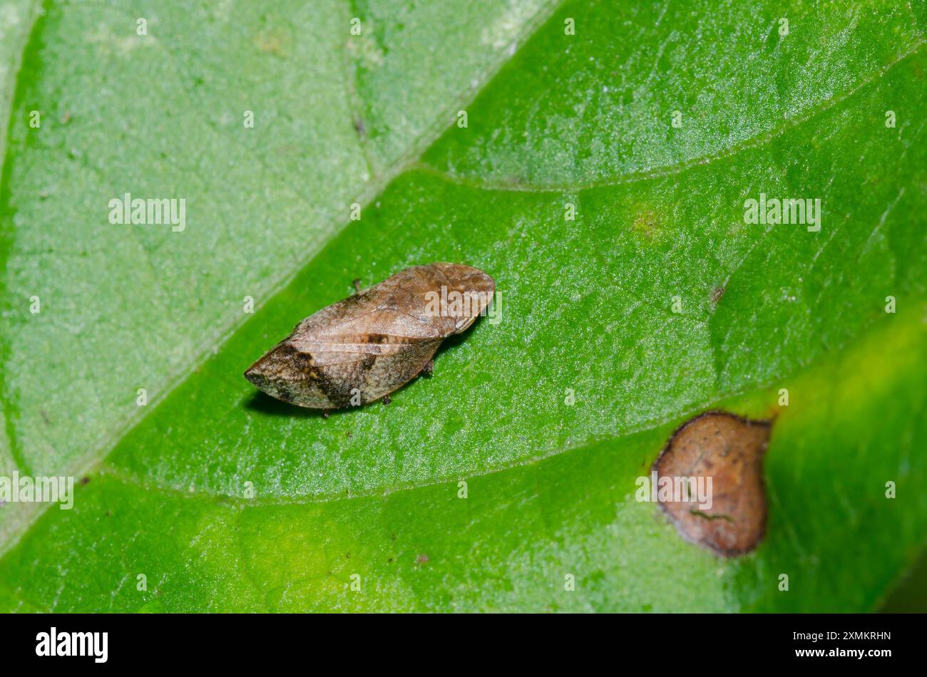 Diamondback Spittlebug, Lepyronia quadrangularis Stockfoto
