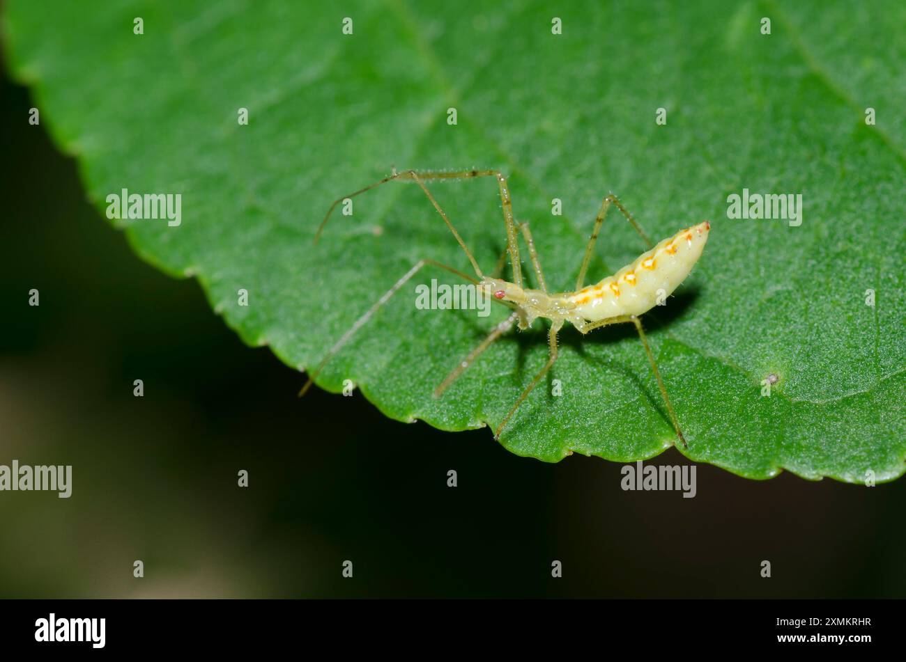 Assassin Bug, Zelus luridus, Nymphe Stockfoto