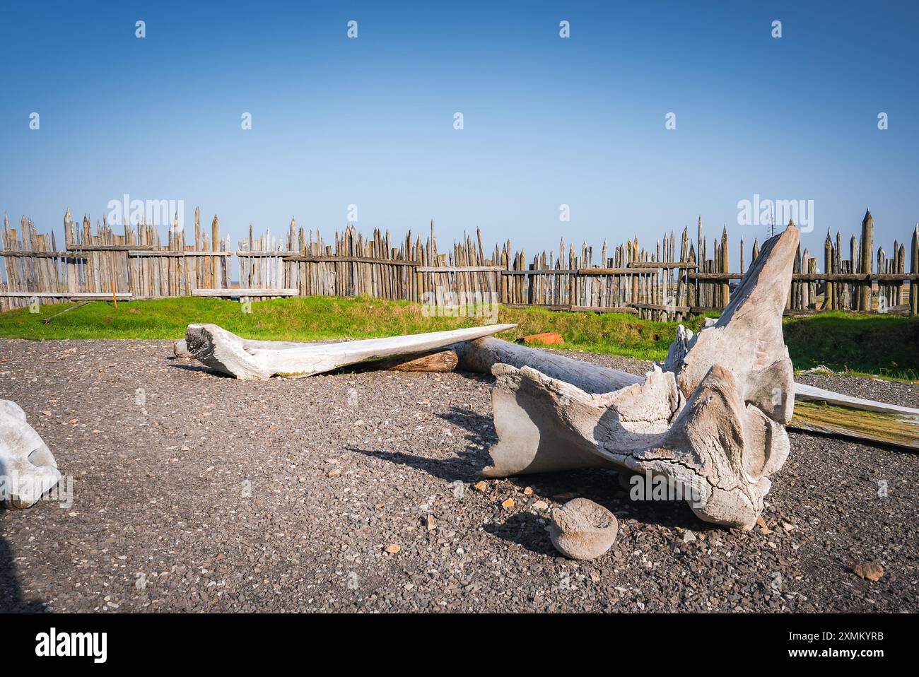 Verwitterte Walknochen mit rustikalem Holzzaun in Island Stockfoto