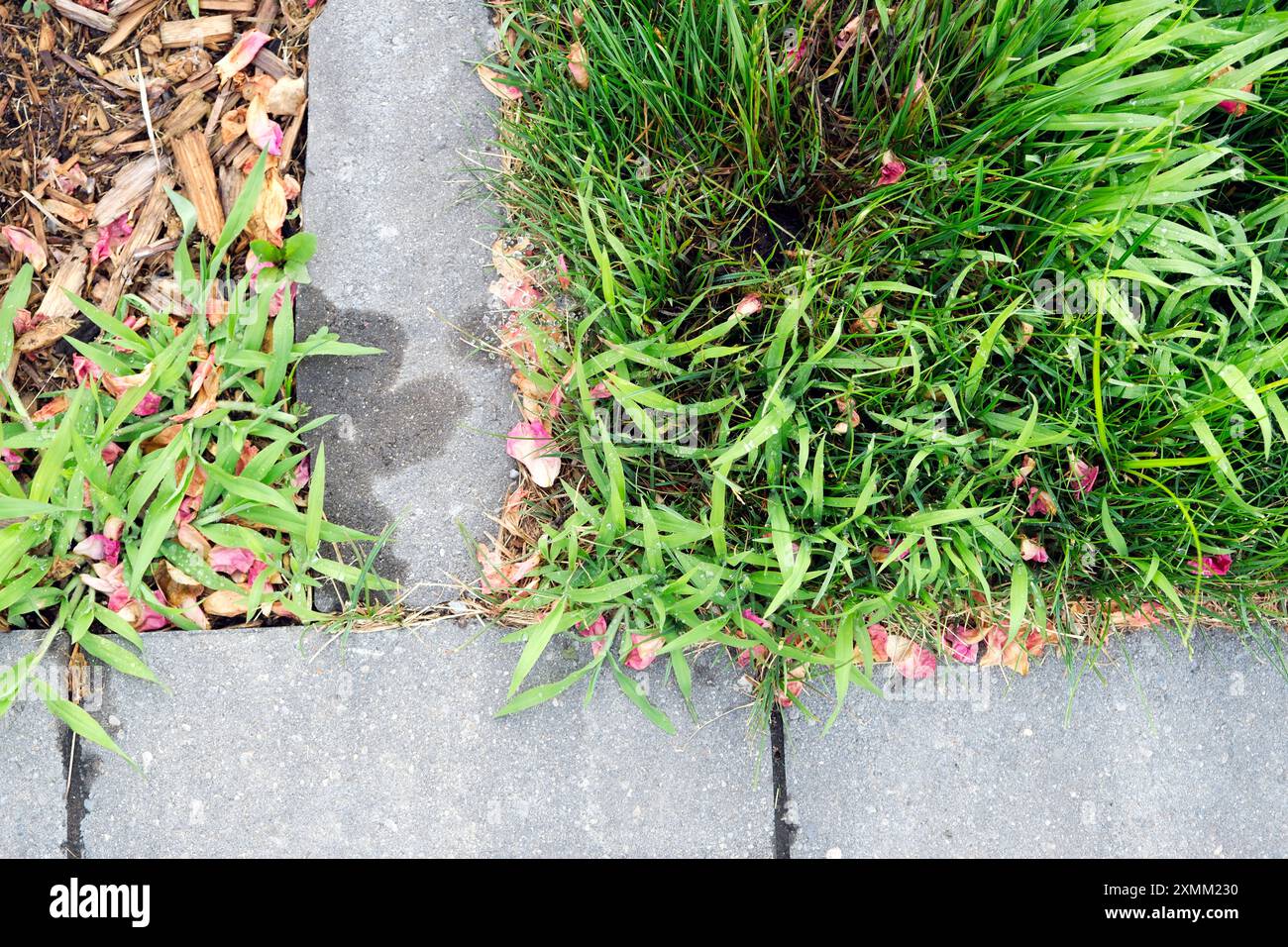 Das knallgrüne Krebsgras Digitaria ist ein lästiges Unkraut und wird hier im Frühsommer über den Garten gezogen. Stockfoto