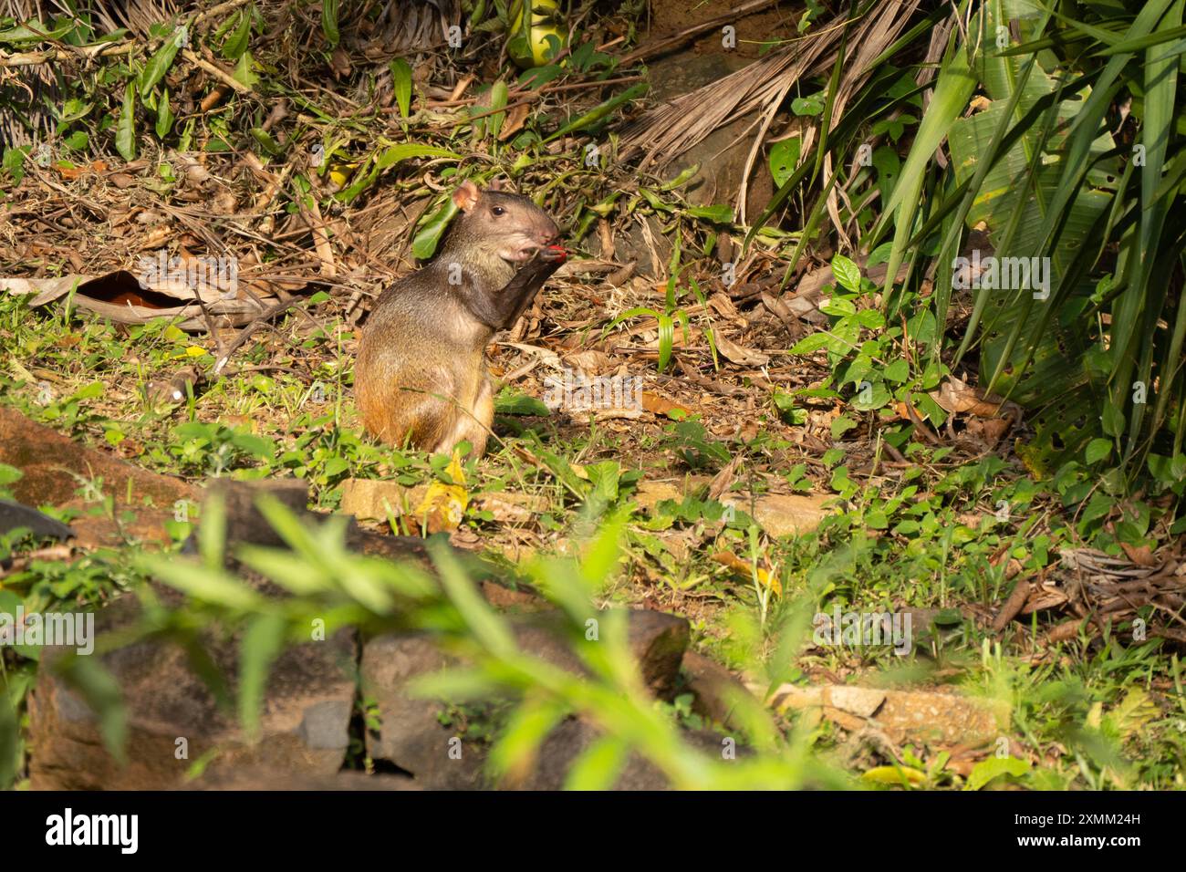 Dasyprocta agouti, Amazonaswald, französisch-guayana Stockfoto