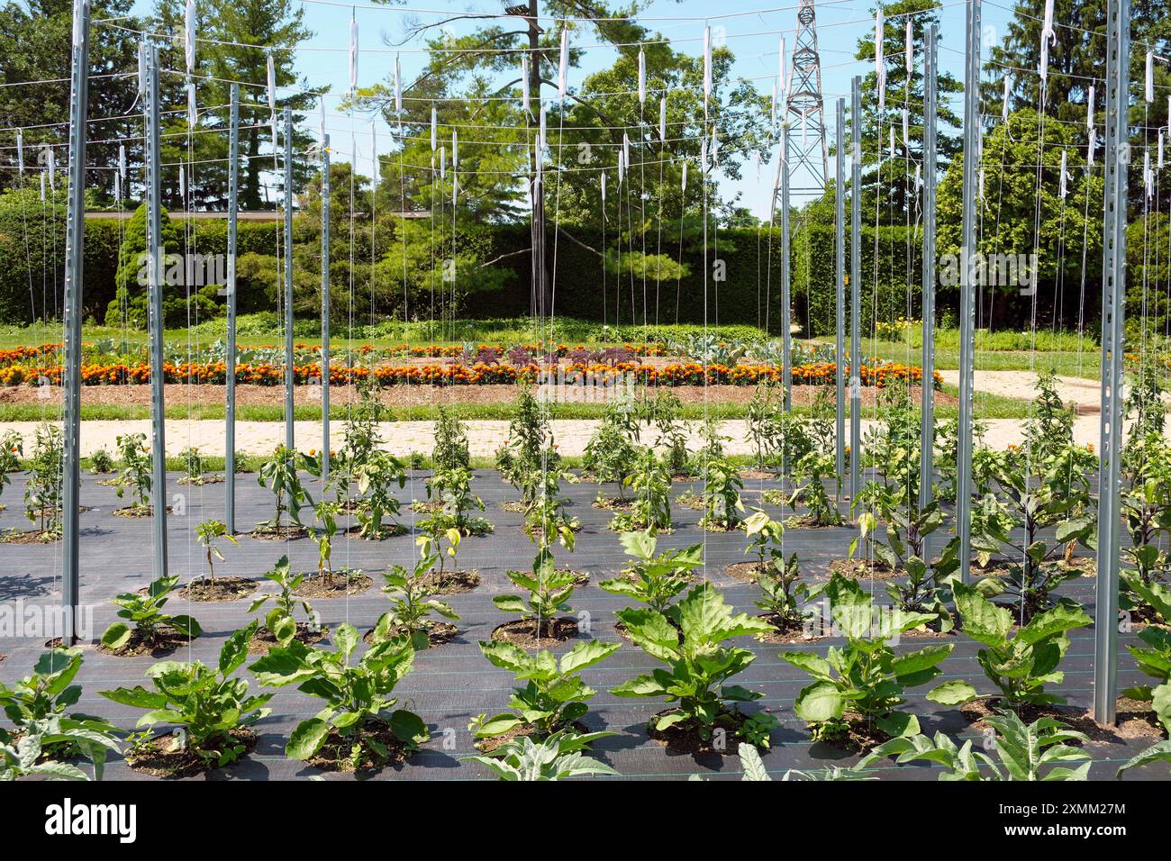 In einem kleinen Produktionsgarten wird eine Unkrautbarriere aus Polypropylen verwendet, um maximale Erträge zu erzielen. Stockfoto