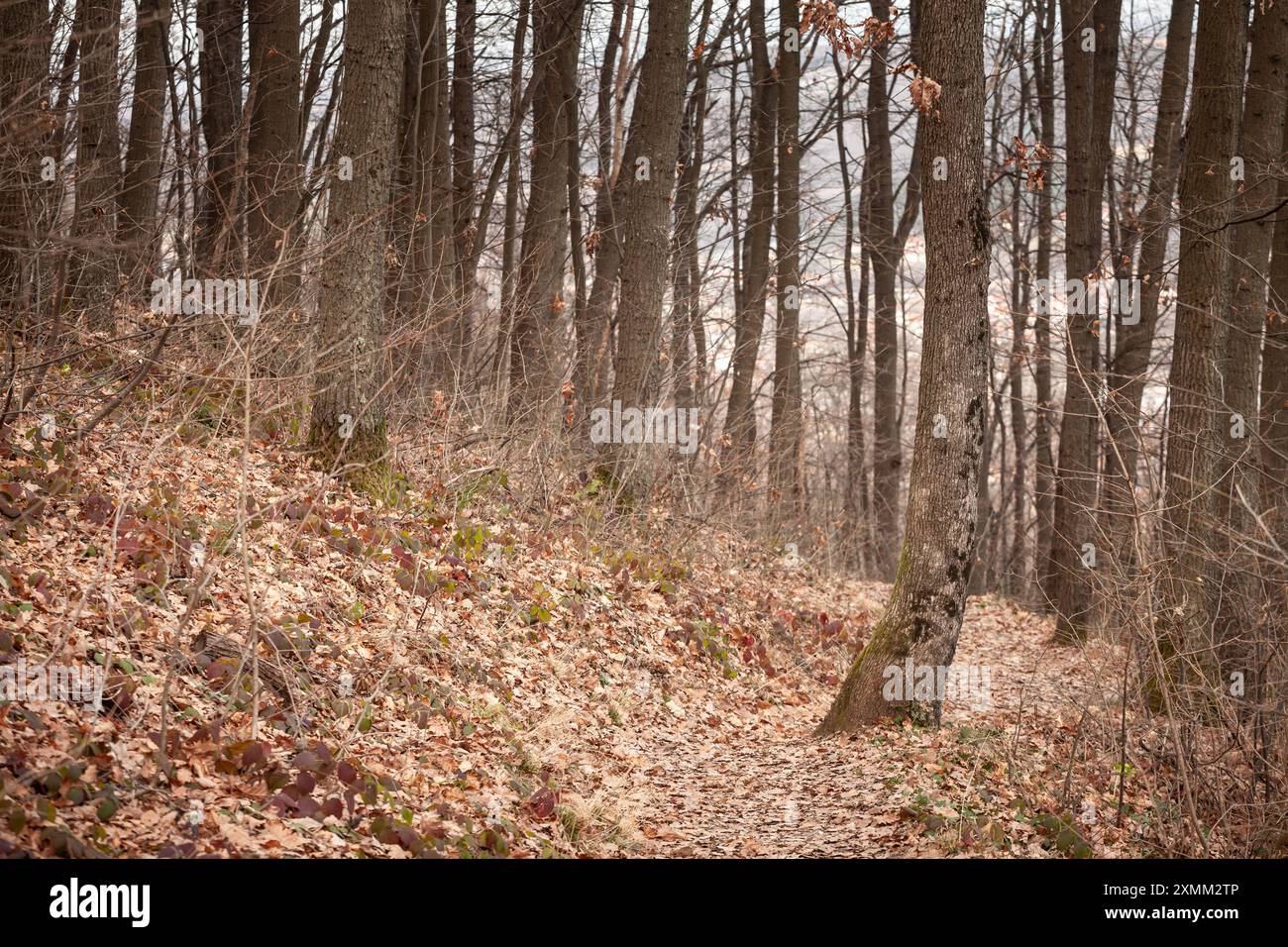 Dieses Bild zeigt einen ruhigen Waldweg in Serbien während des Herbstes. Der Pfad ist gesäumt von gefallenen Blättern, was eine malerische Szene von natürlicher Schönheit schafft Stockfoto