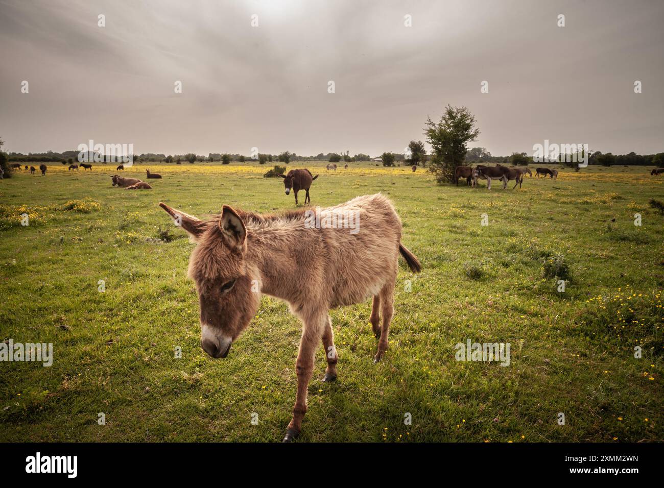 Bild von Rindern, einem Esel, die an einem sonnigen Nachmittag vor einer Kamera in Zasavica, Serbien, starrten. Der Hausesel ist eine Hufmutter Stockfoto